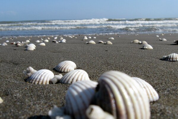 Masterpieces of nature on a wild beach