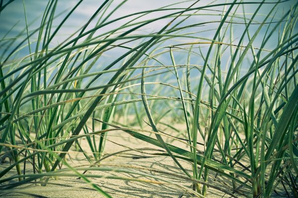 Économiseur d écran de bureau avec de l herbe