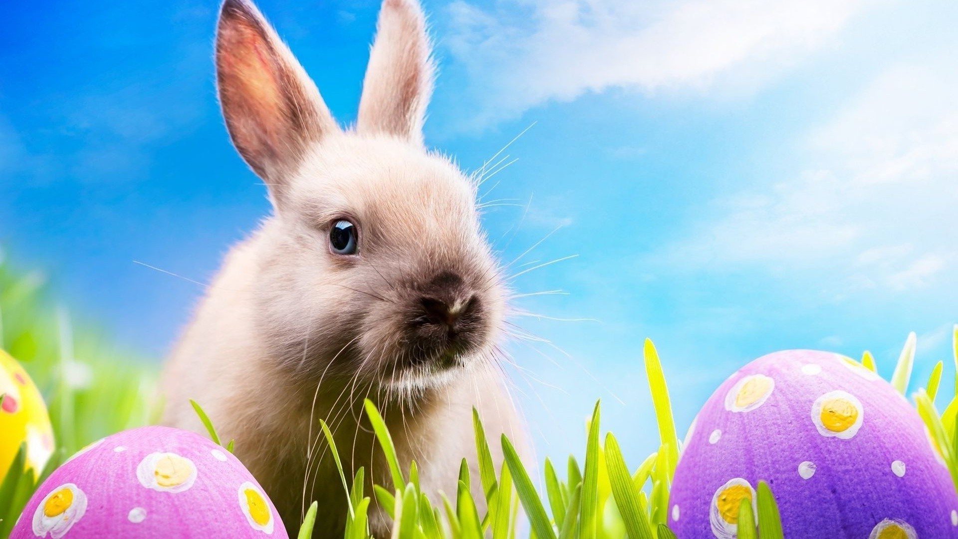 ostern kaninchen hase ei gras osterei natur niedlich tier frühling wenig heuhaufen blume im freien