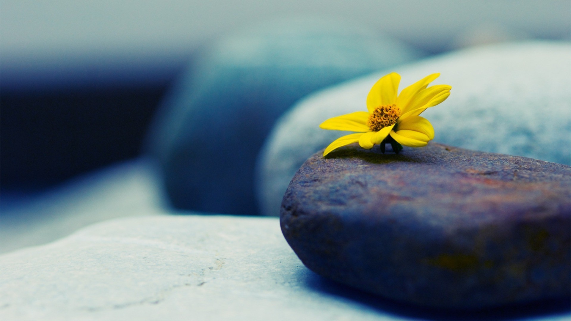 flowers blur nature flower still life zen outdoors dof summer water