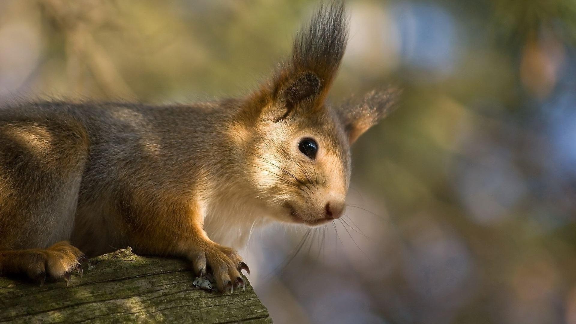 esquilos mamífero esquilo vida selvagem roedor fofa natureza ao ar livre pele animal olho visualização pequeno retrato