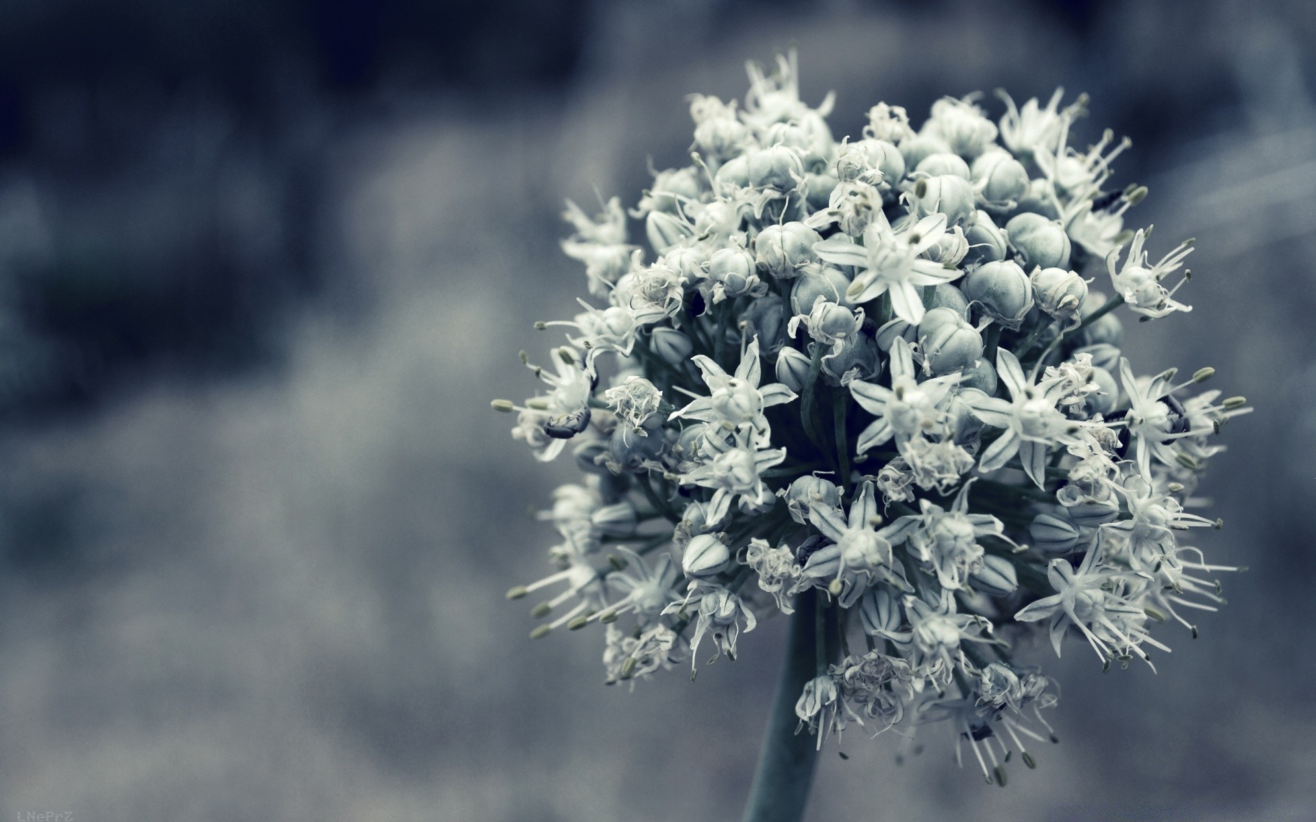 macro saison fleur nature flore hiver gel à l extérieur neige arbre croissance feuille été lumineux