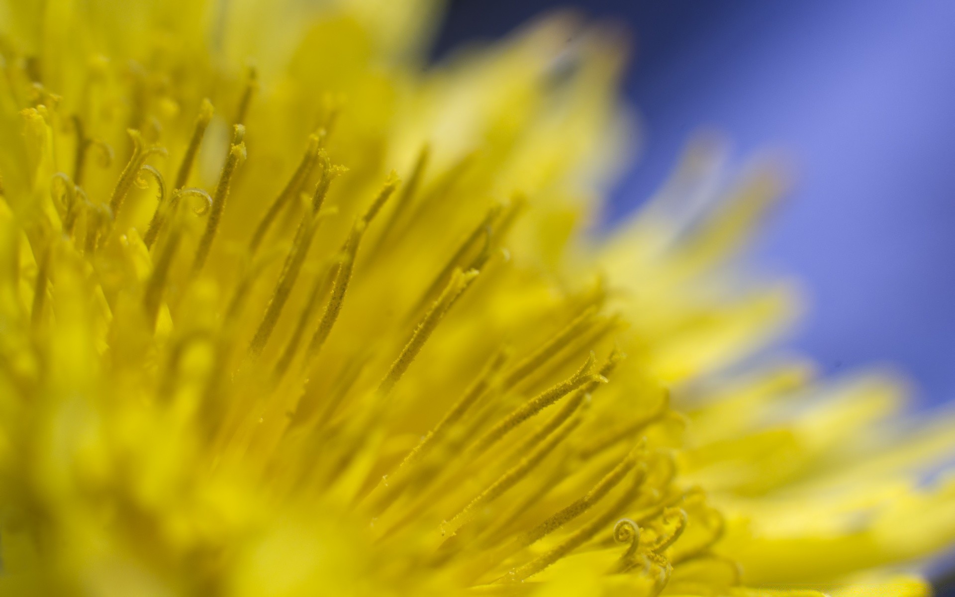 macro natureza flor flora dente de leão jardim verão brilhante pétala folha cor blooming área de trabalho close-up sol brilhante