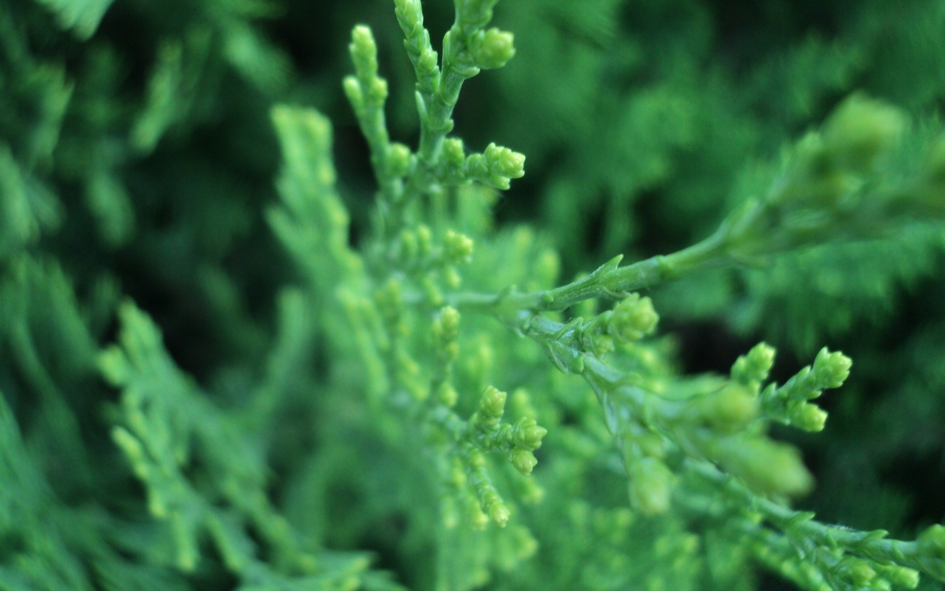 makroaufnahme blatt flora natur garten gemüse frische wachsen essen wachstum schließen medizin kräuter medium üppig baum im freien biologie fern sommer