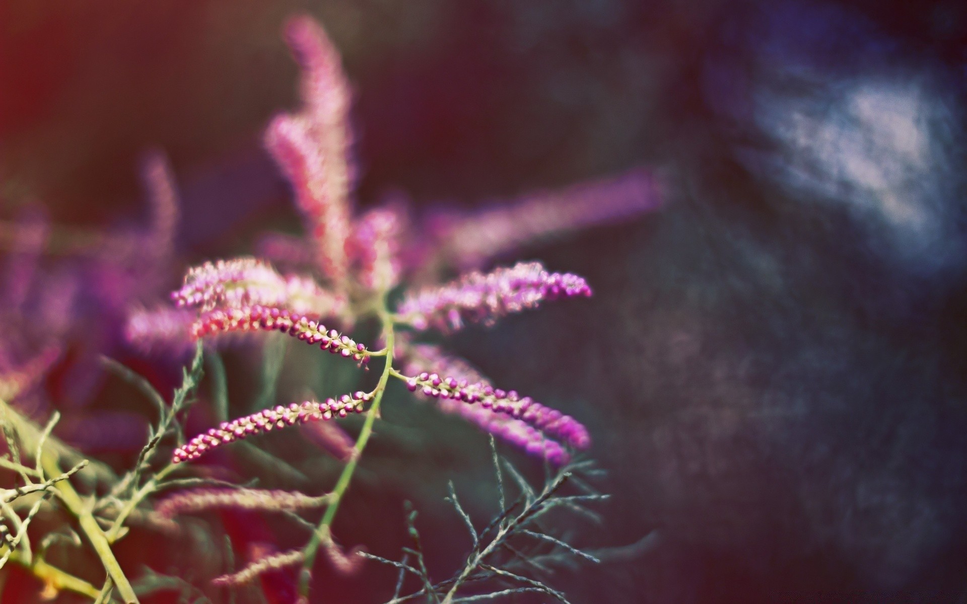 makro fotoğrafçılığı doğa çiçek flora açık havada renk bahçe yaz parlak yakın çekim yaprak masaüstü bulanıklık güzel çiçeklenme