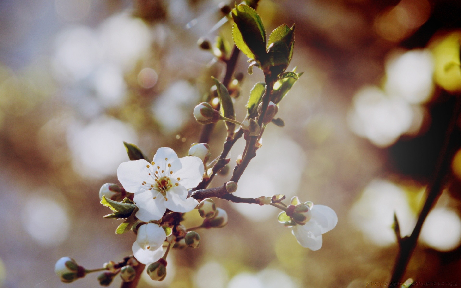 macro flower apple cherry nature tree branch leaf outdoors blur growth plum flora bud fair weather dof primavera apricot delicate sun