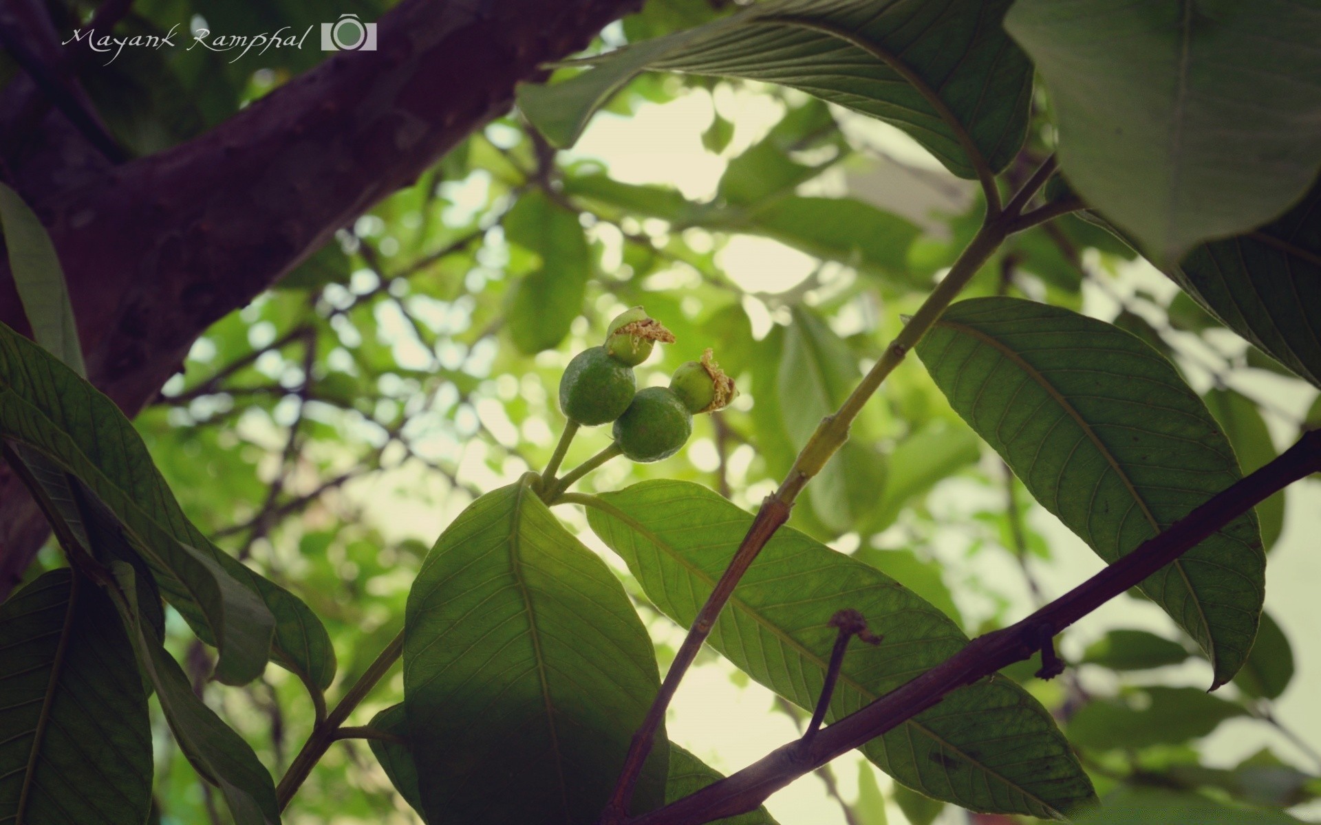 macro leaf nature tree flora growth food outdoors branch fruit agriculture garden environment tropical close-up