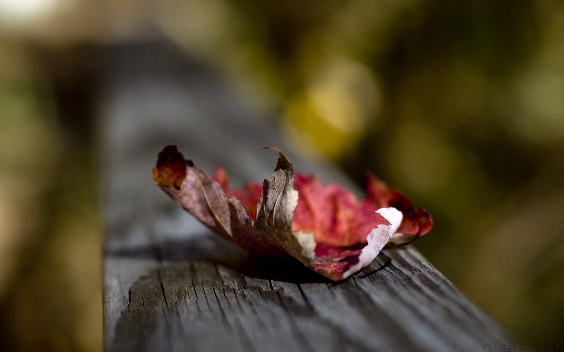 macro fiore foglia sfocatura all aperto natura autunno cibo legno