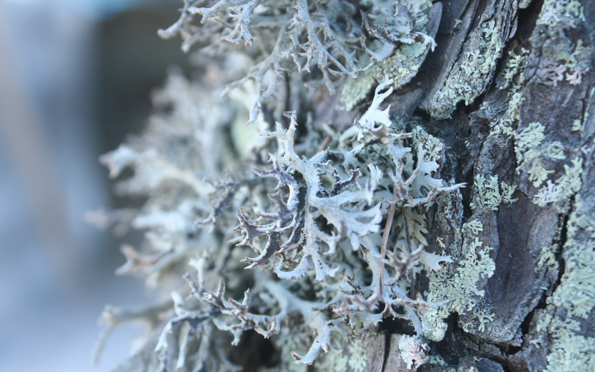 macro frost nature tree frosty cold winter desktop crystal close-up frozen lichen flora wood leaf texture outdoors old season