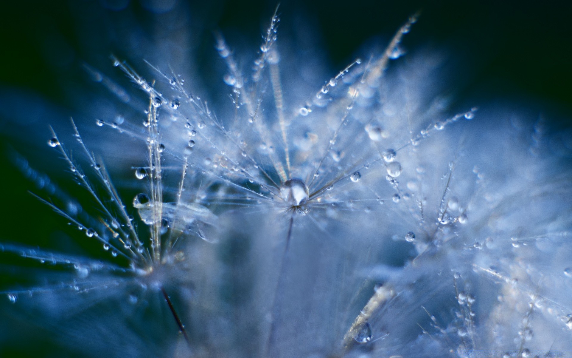 macro water dandelion abstract nature spider light dew flash bright rain spiderweb flame danger christmas fireworks energy festival desktop