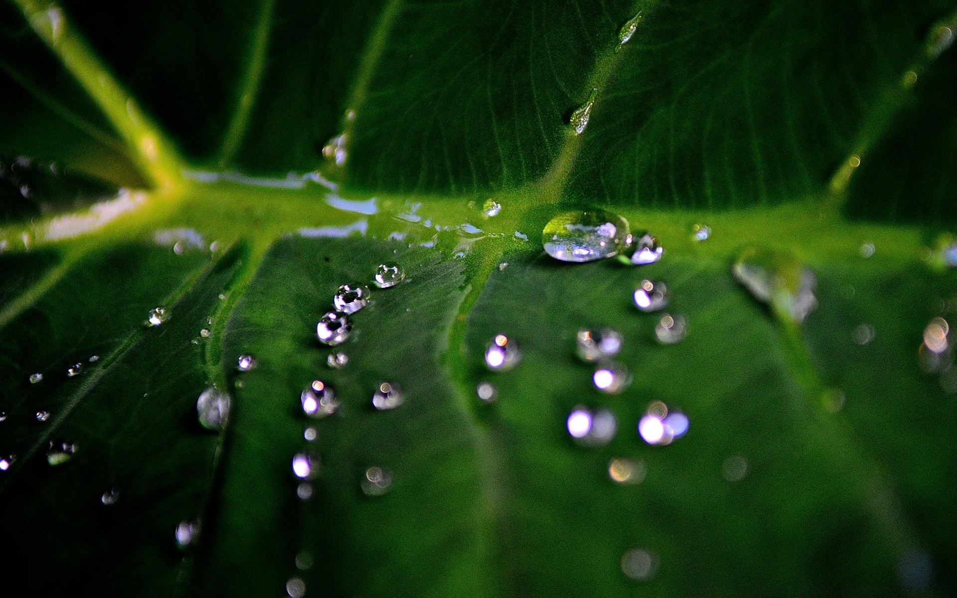 macro rocío lluvia gota gotas araña mojado hoja agua limpieza gota de agua flora jardín gotas telaraña naturaleza medio ambiente crecimiento primer plano rocío