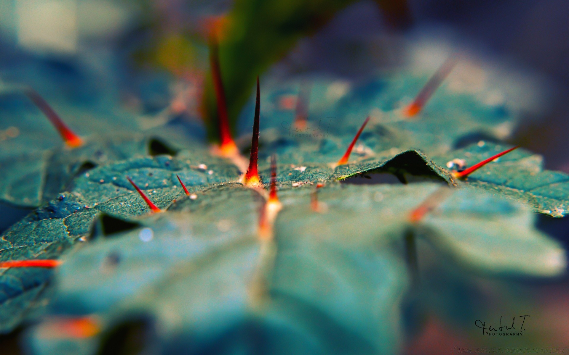 macro nature à l extérieur feuille couleur lumineux flou