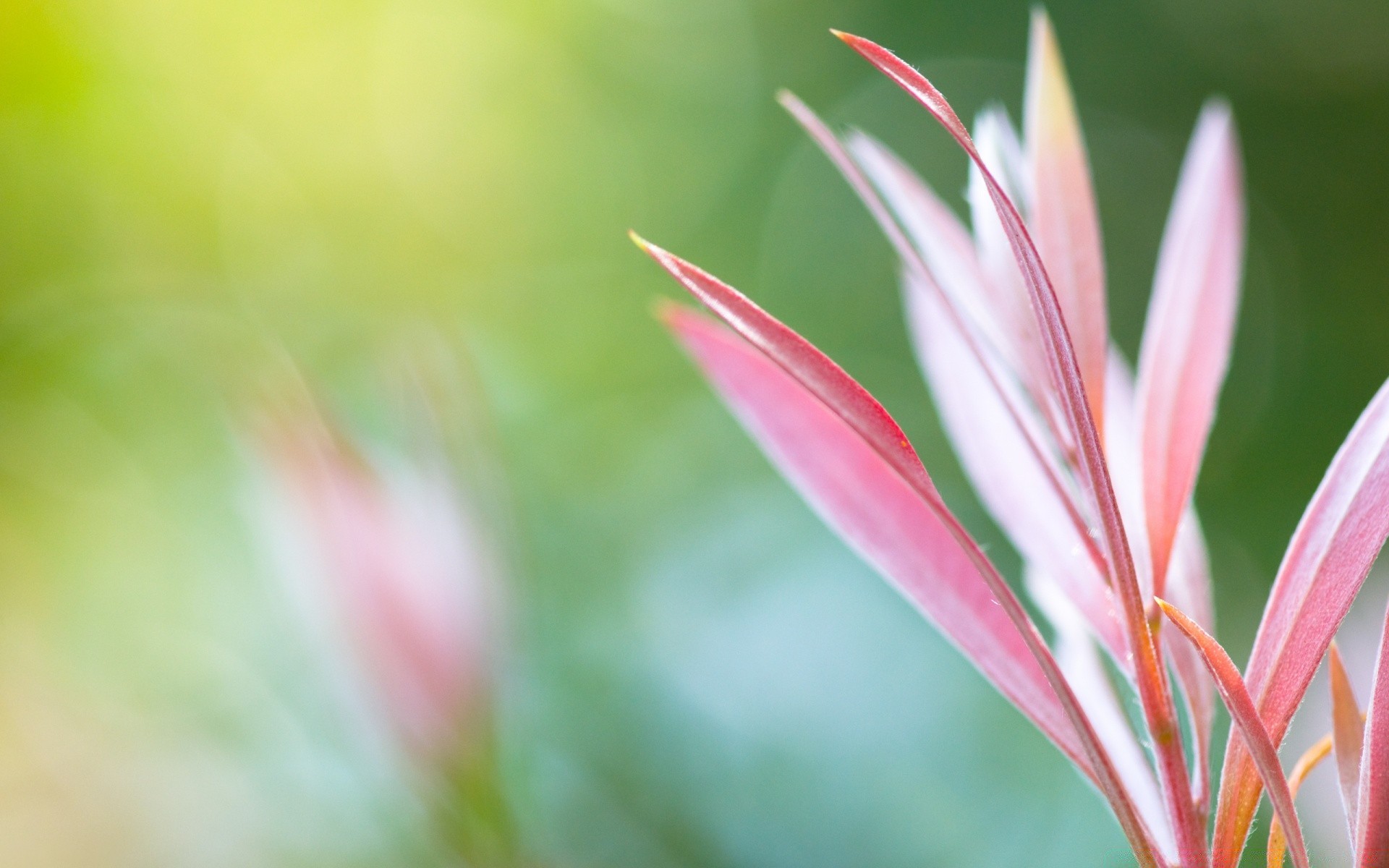 makro natura flora liść lato jasny wzrost rozmycie kolor kwiat ogrodowy tropikalna trawa na zewnątrz