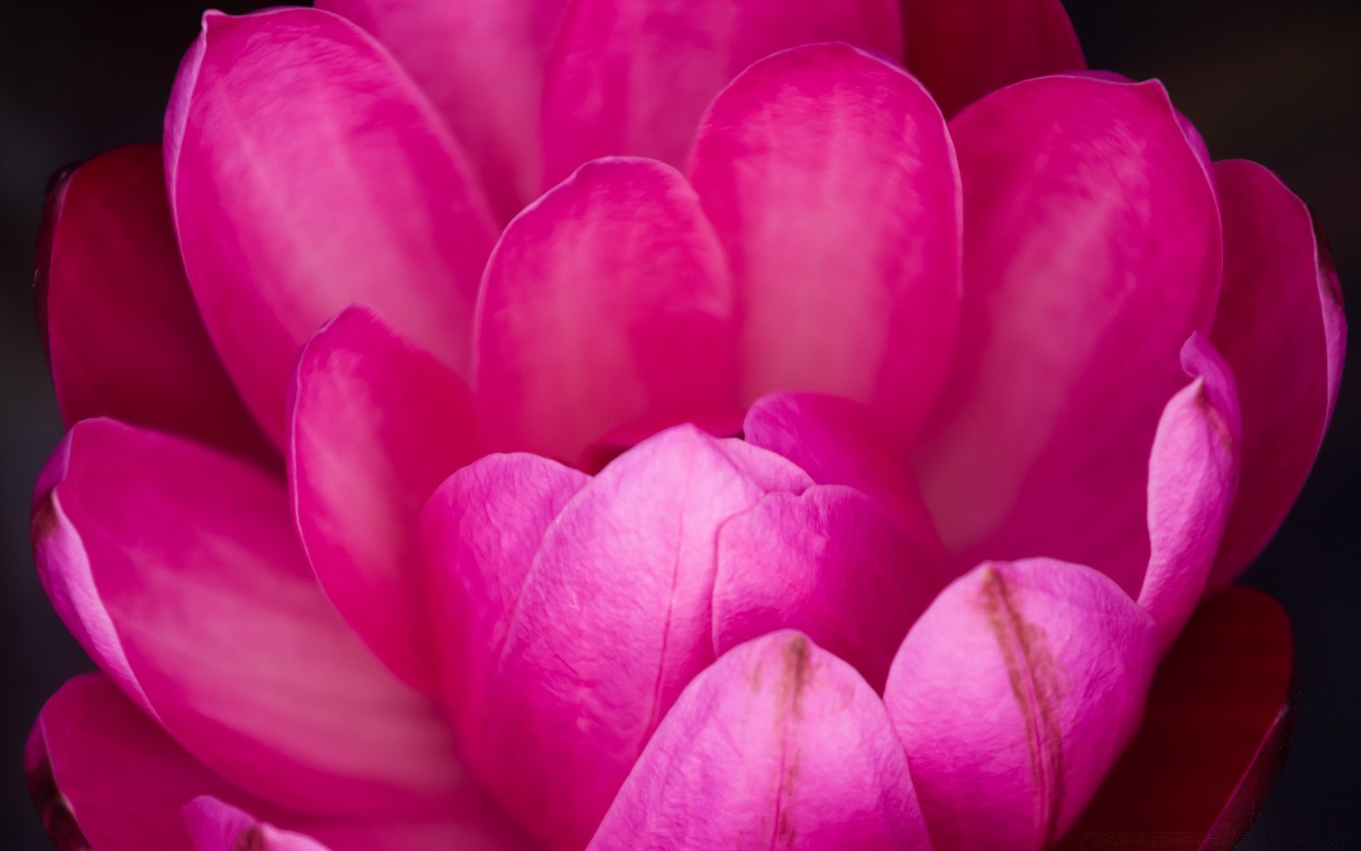 makro fotoğrafçılığı çiçek doğa aşk petal lale flora romantizm bahçe çiçek açan çiçek renk romantik güzel parlak gül yaprak düğün