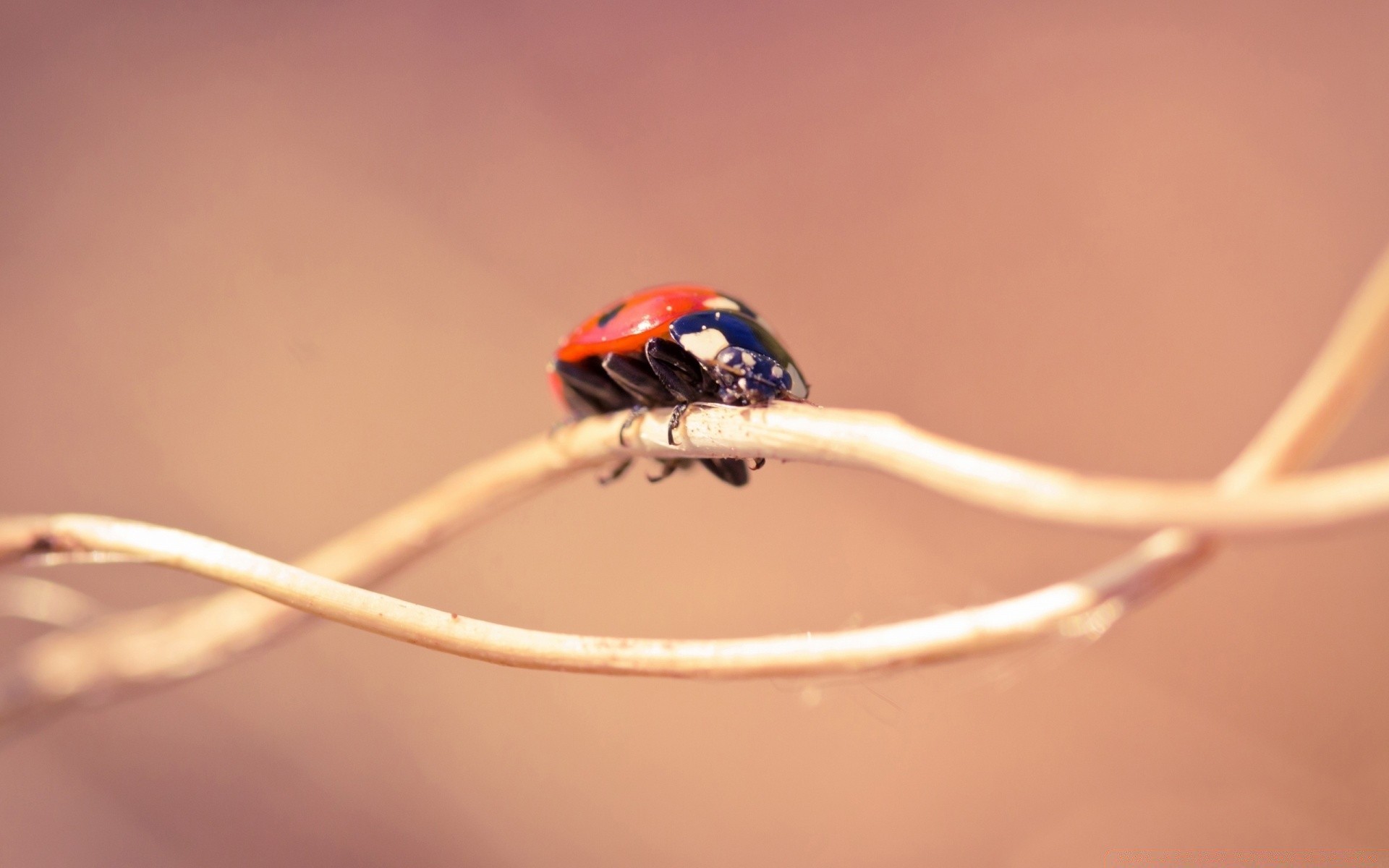 macro insecte coccinelle coléoptère biologie minuscule faune flou nature