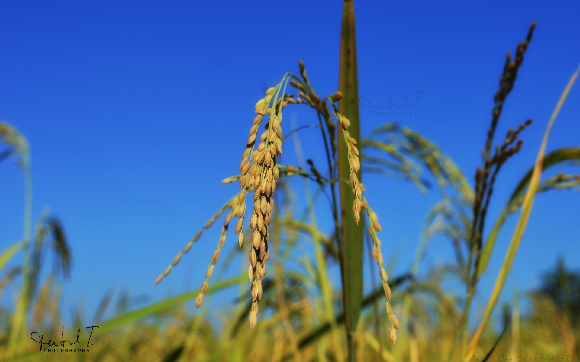 fotografia macro flocos crescimento rural natureza milho agricultura campo trigo colheita fazenda pasto campo ao ar livre flora grama verão céu bom tempo casca