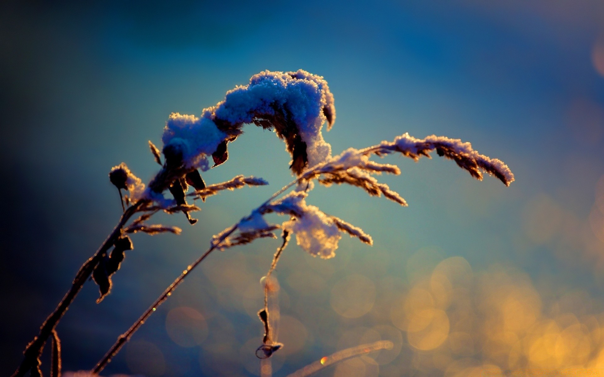 macro tramonto cielo sole natura alba all aperto bel tempo inverno estate sfocatura