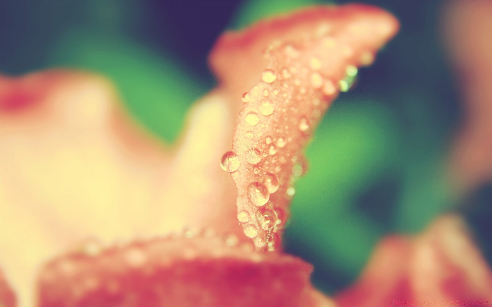 macro naturaleza lluvia rocío desenfoque flor mojado verano agua hoja dof jardín flora gota brillante al aire libre color crecimiento