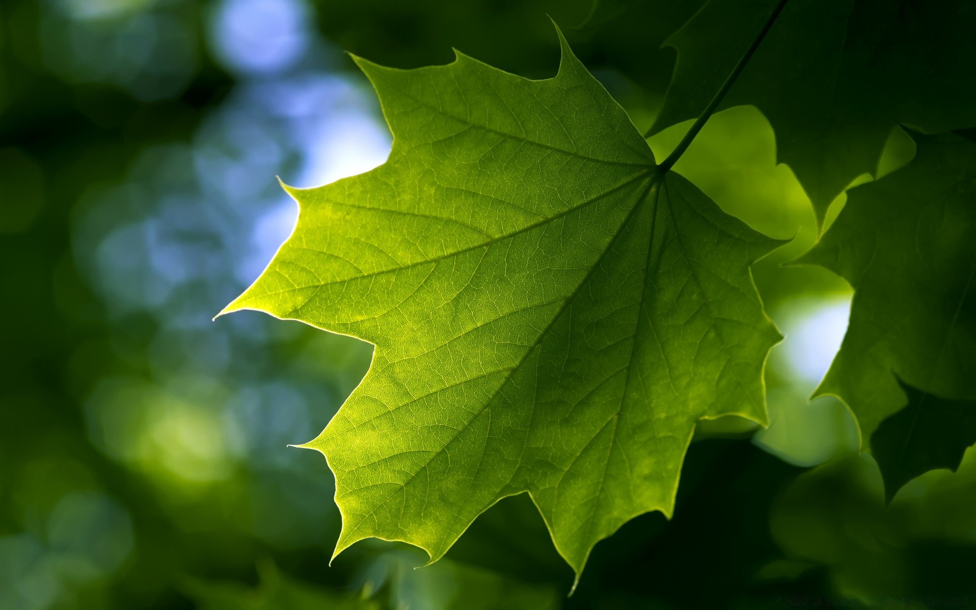 macro feuille nature lumineux flore automne luxuriante croissance arbre couleur bureau