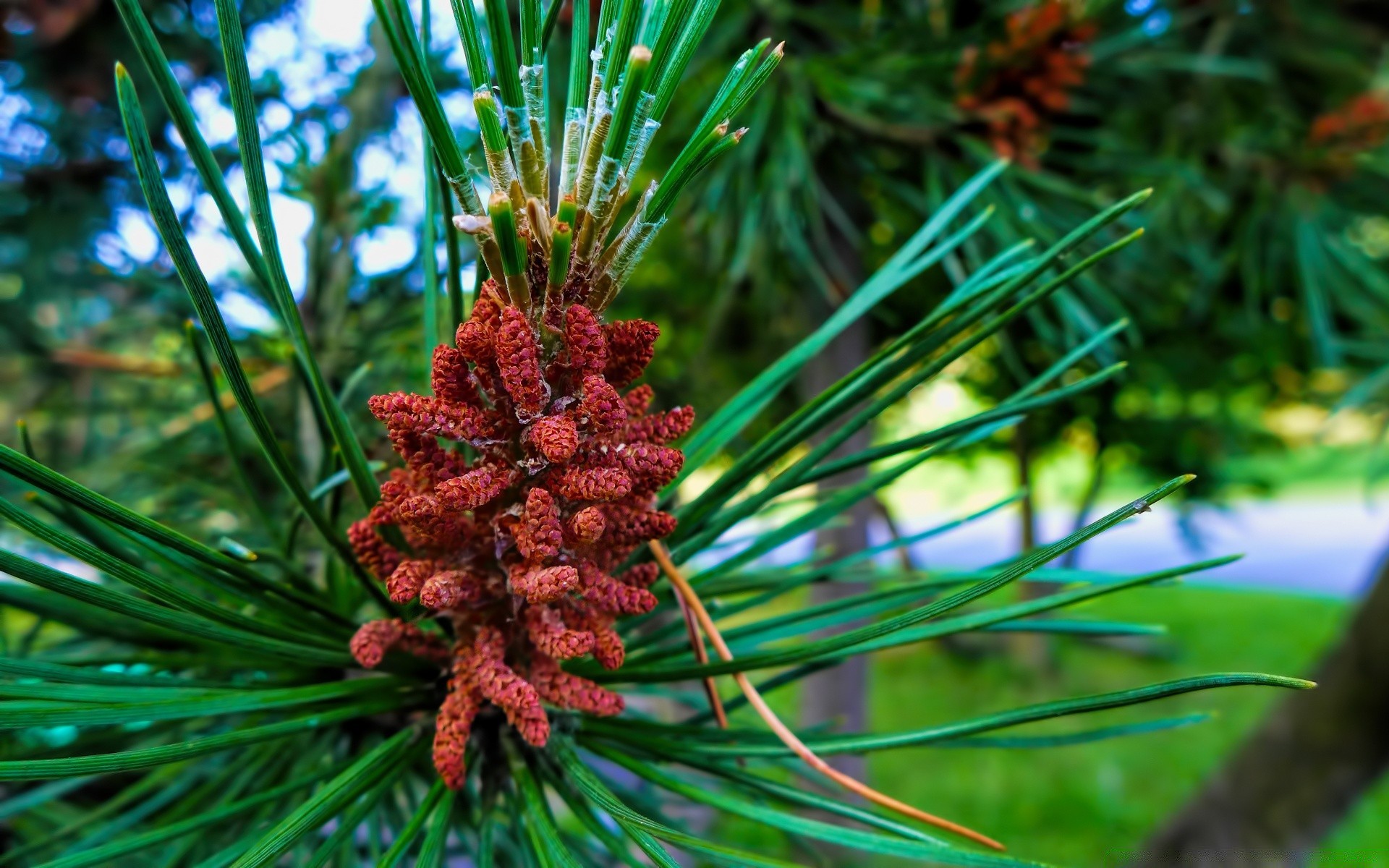 macro arbre evergreen pin conifère cône aiguille branche nature hiver saison décoration conifères à l extérieur sapin feuille flore noël épinette gros plan