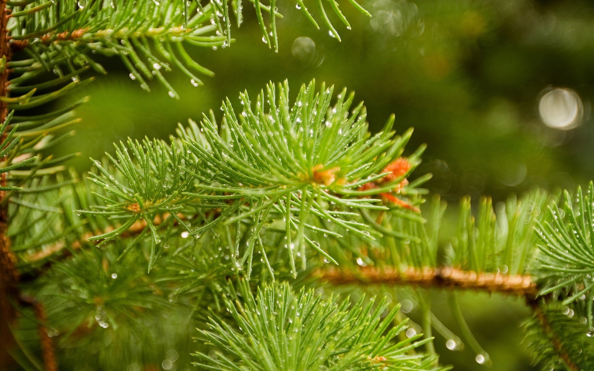 macro aguja pino árbol evergreen invierno rama coníferas navidad abeto abeto coníferas naturaleza temporada decoración cono hoja primer plano flora al aire libre