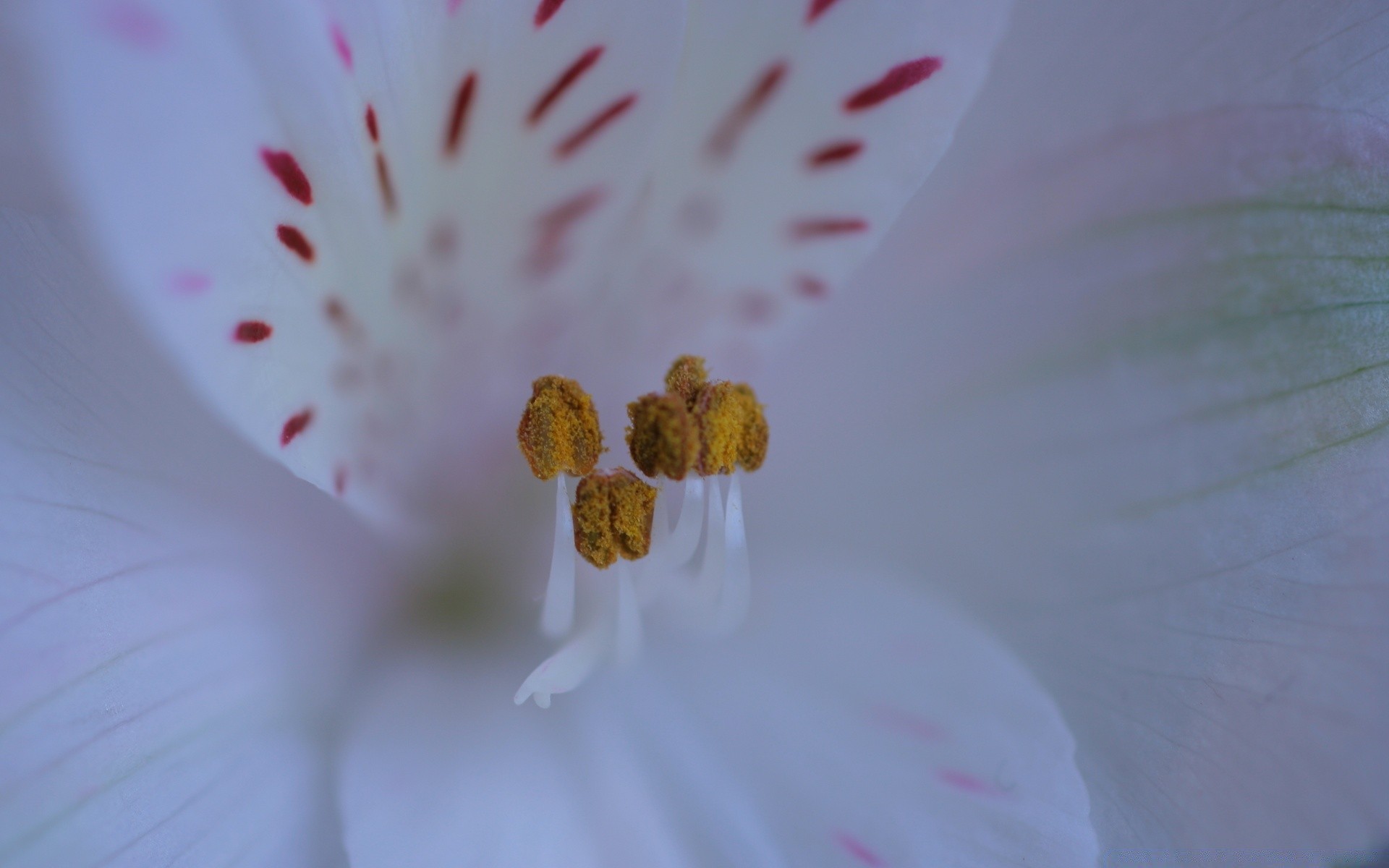 macro flor naturaleza flora verano jardín pétalo desenfoque color bluming primer plano delicado naturaleza muerta dof