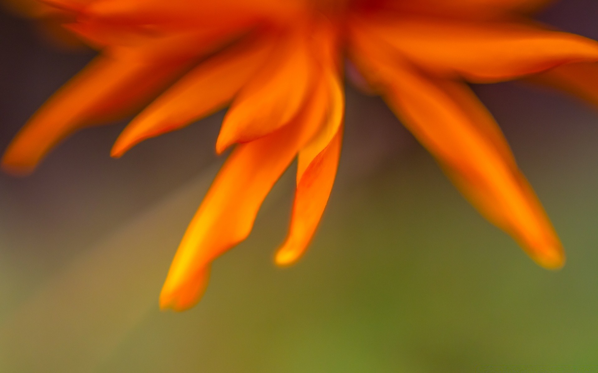 makro fotoğrafçılığı doğa bulanıklık açık havada çiçek parlak flora yaz