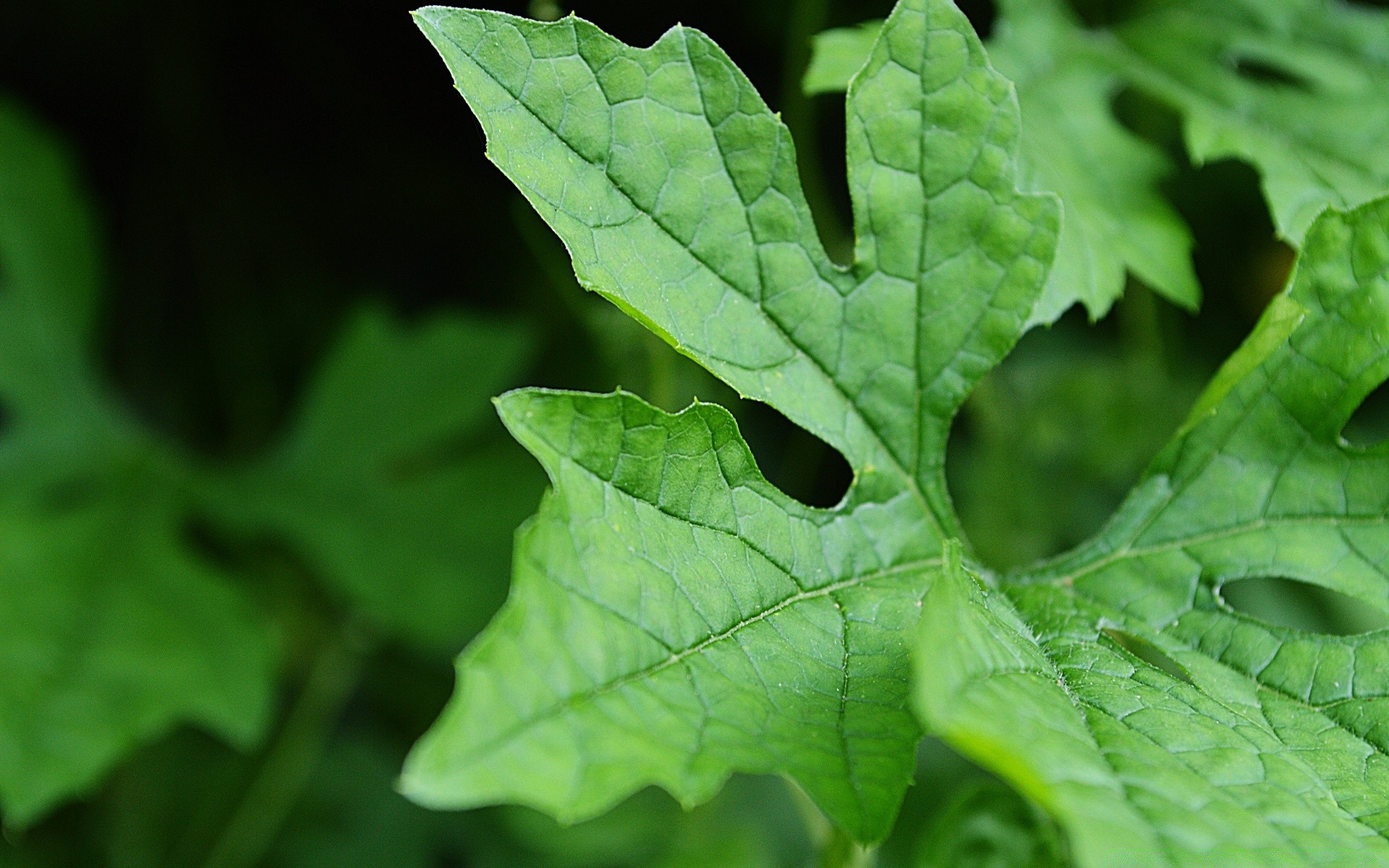 macro hoja flora naturaleza crecimiento exuberante verano jardín primer plano medio ambiente brillante lluvia frescura ecología