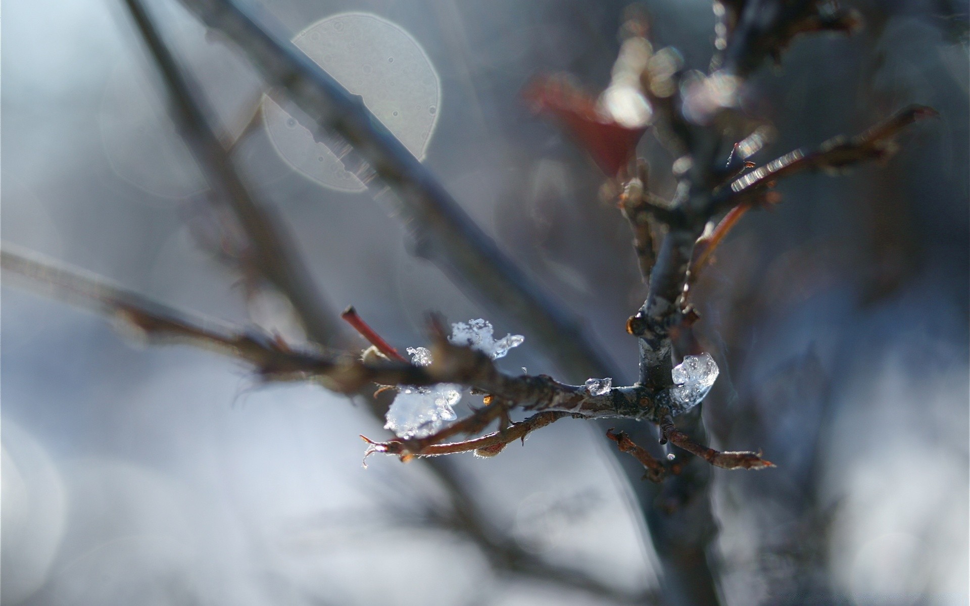 makroaufnahme winter frost schnee baum zweig natur kälte im freien herbst jahreszeit landschaft gefroren blatt holz eis wetter frostig licht