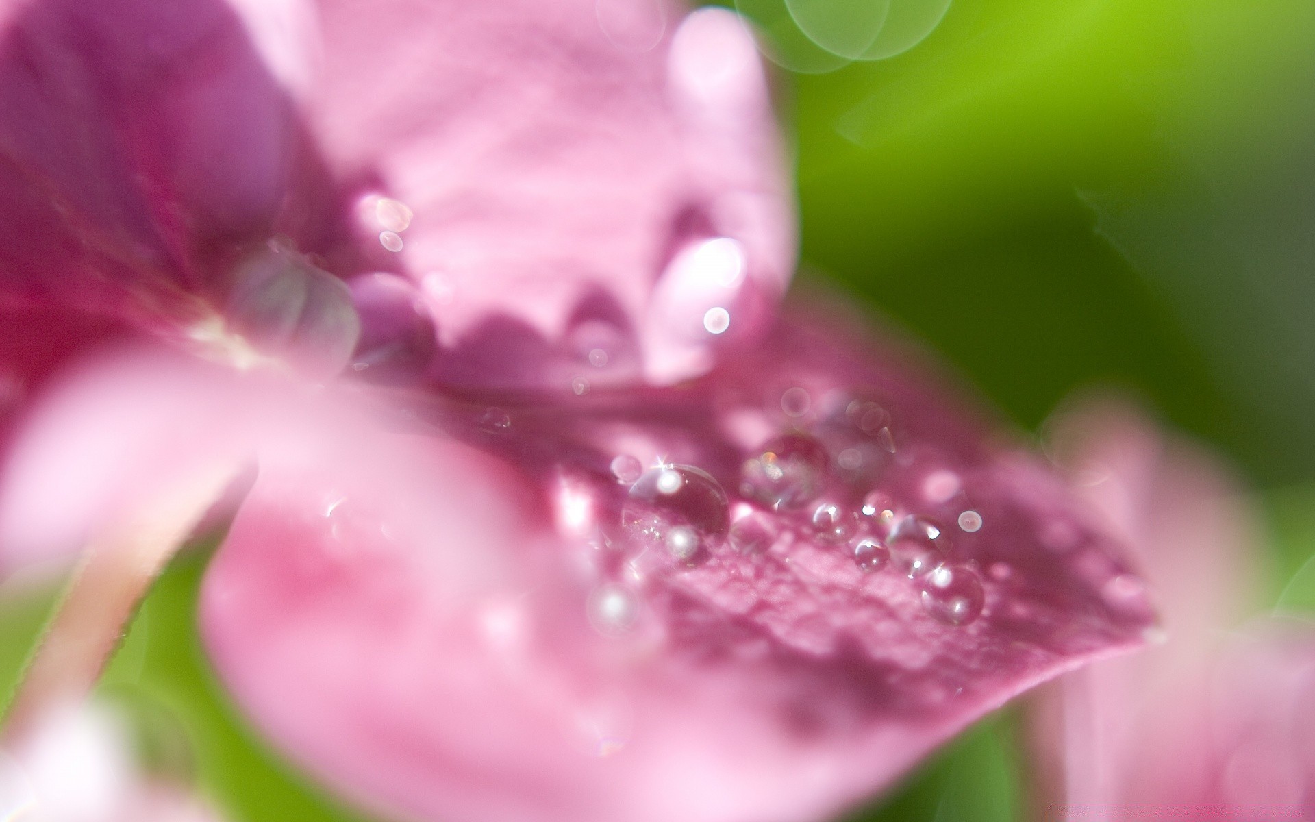 makro fotoğrafçılığı çiçek flora doğa bahçe çiy güzel yaprak yaz renk yakın çekim yağmur parlak damla ıslak petal masaüstü yanında çiçek saflık