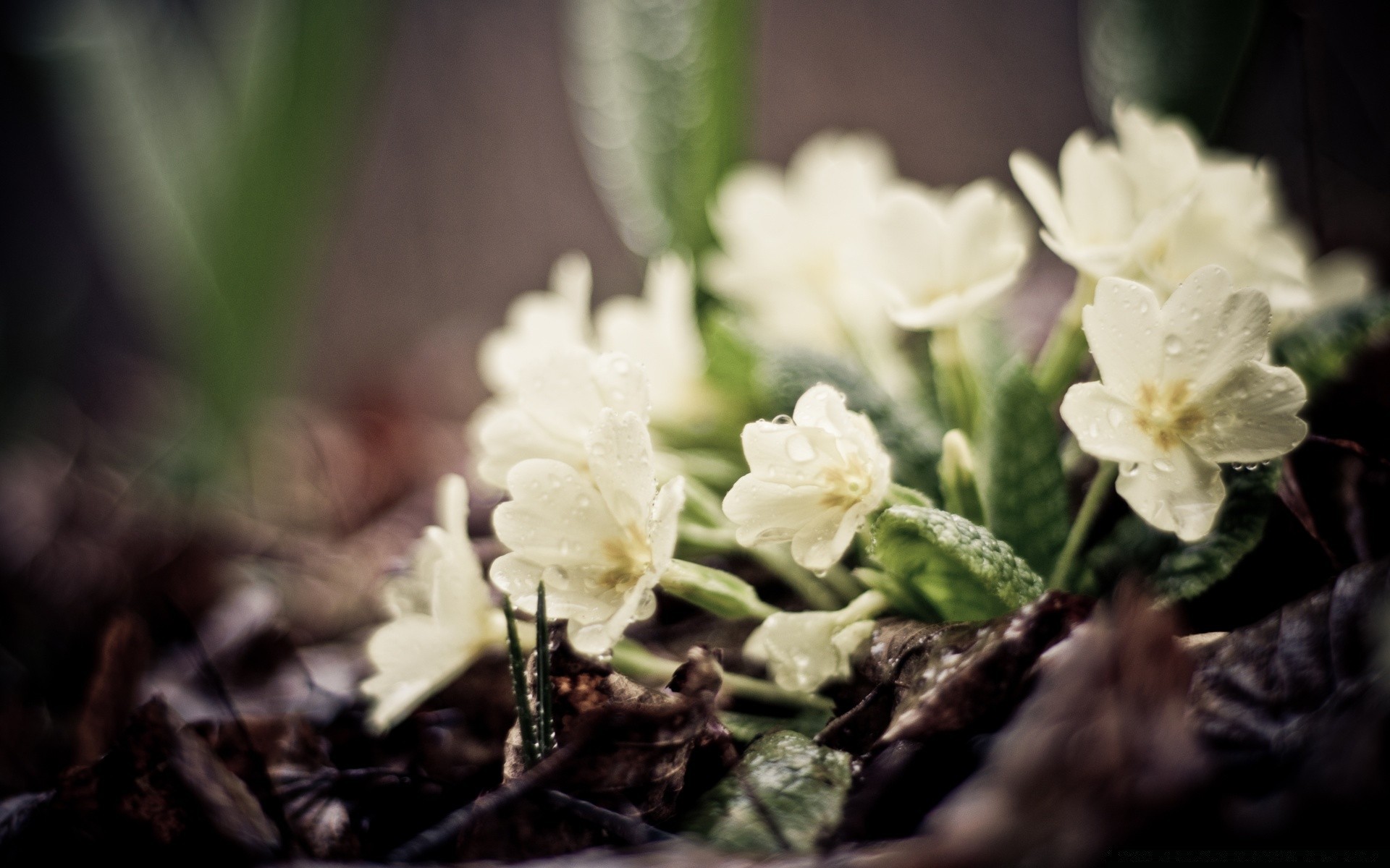 makro fotoğrafçılığı doğa çiçek flora yaprak çiçek yakın çekim petal çiçeklenme sezon bahçe güzel yaz açık havada parlak büyüme renk vahşi dostum