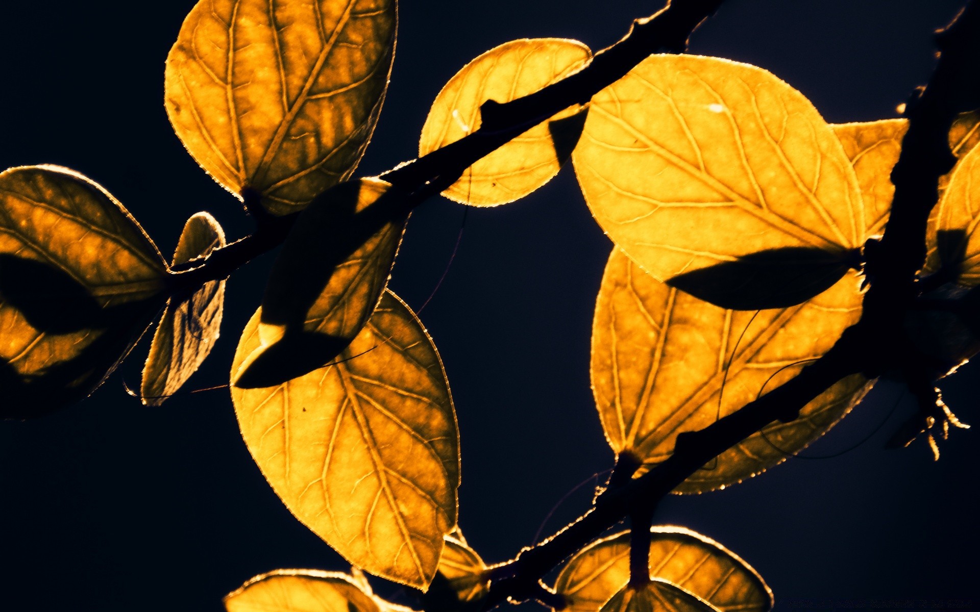 makro blatt herbst flora baum natur zweig saison im freien licht hell wachstum veränderung garten desktop farbe isoliert