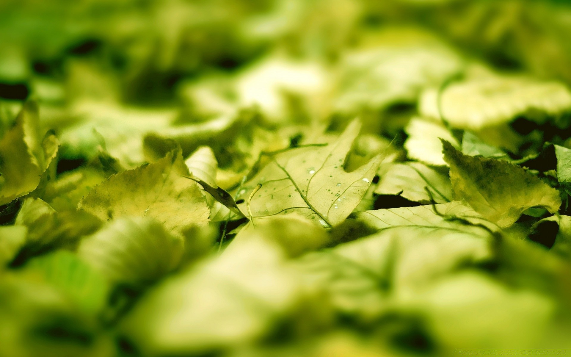 macro feuille alimentaire légume fraîcheur flore nature en bonne santé jardin herbes gros plan santé salade