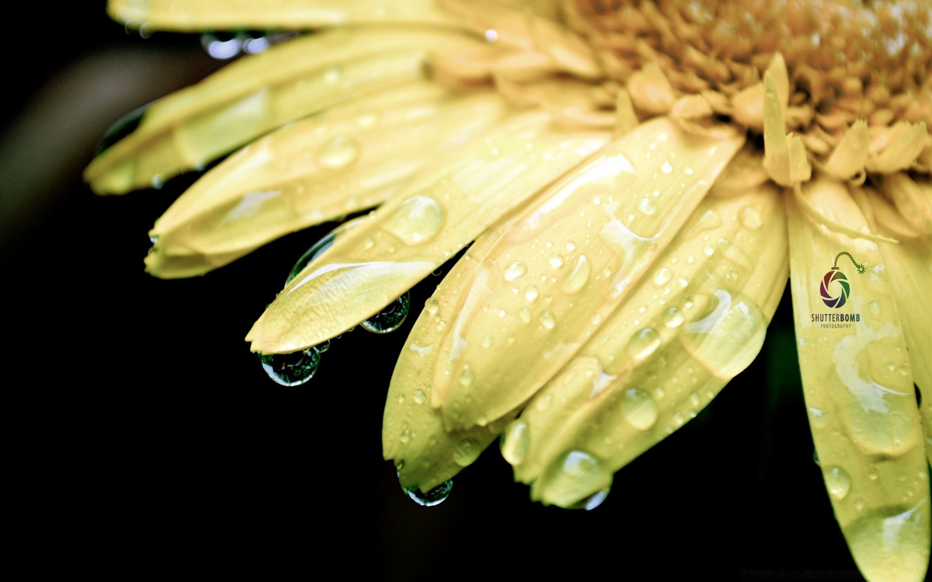 makroaufnahme natur flora blatt blume schließen desktop tropfen hell farbe sommer wasser