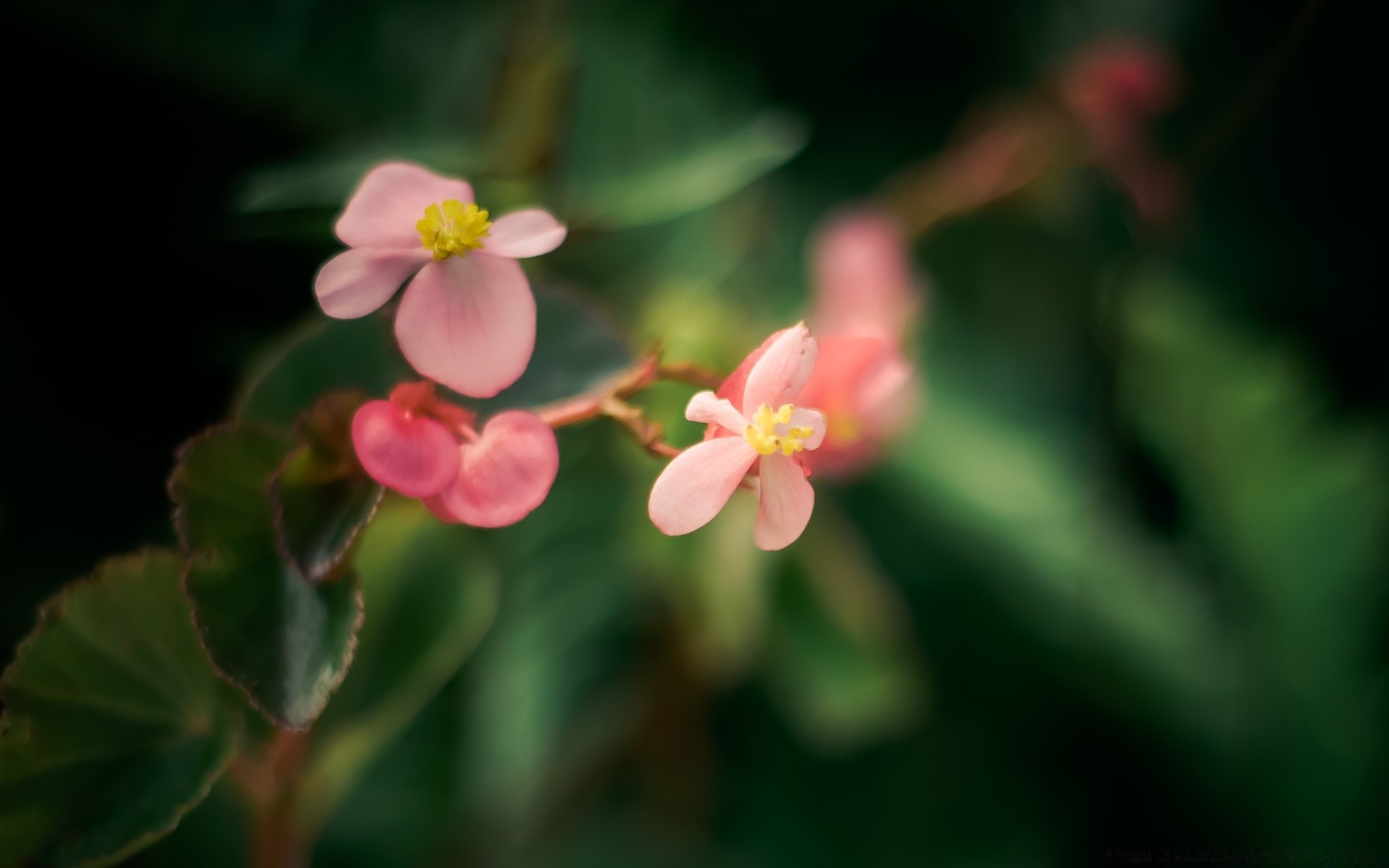 makro natura kwiat liść flora lato ogród na zewnątrz wzrost kolor