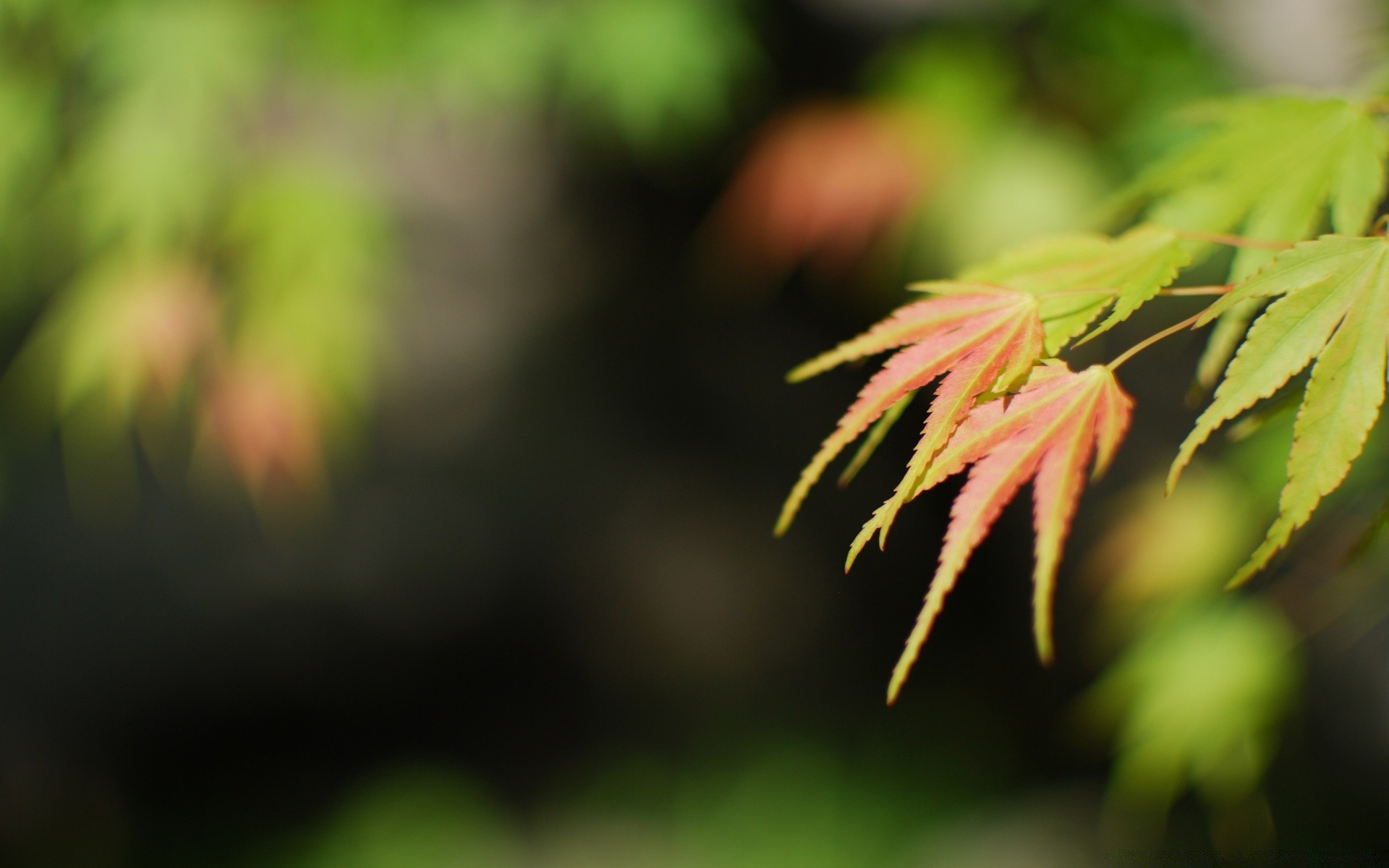 macro leaf nature flora garden outdoors growth flower summer color bright blur wood tree close-up light park grass dof environment