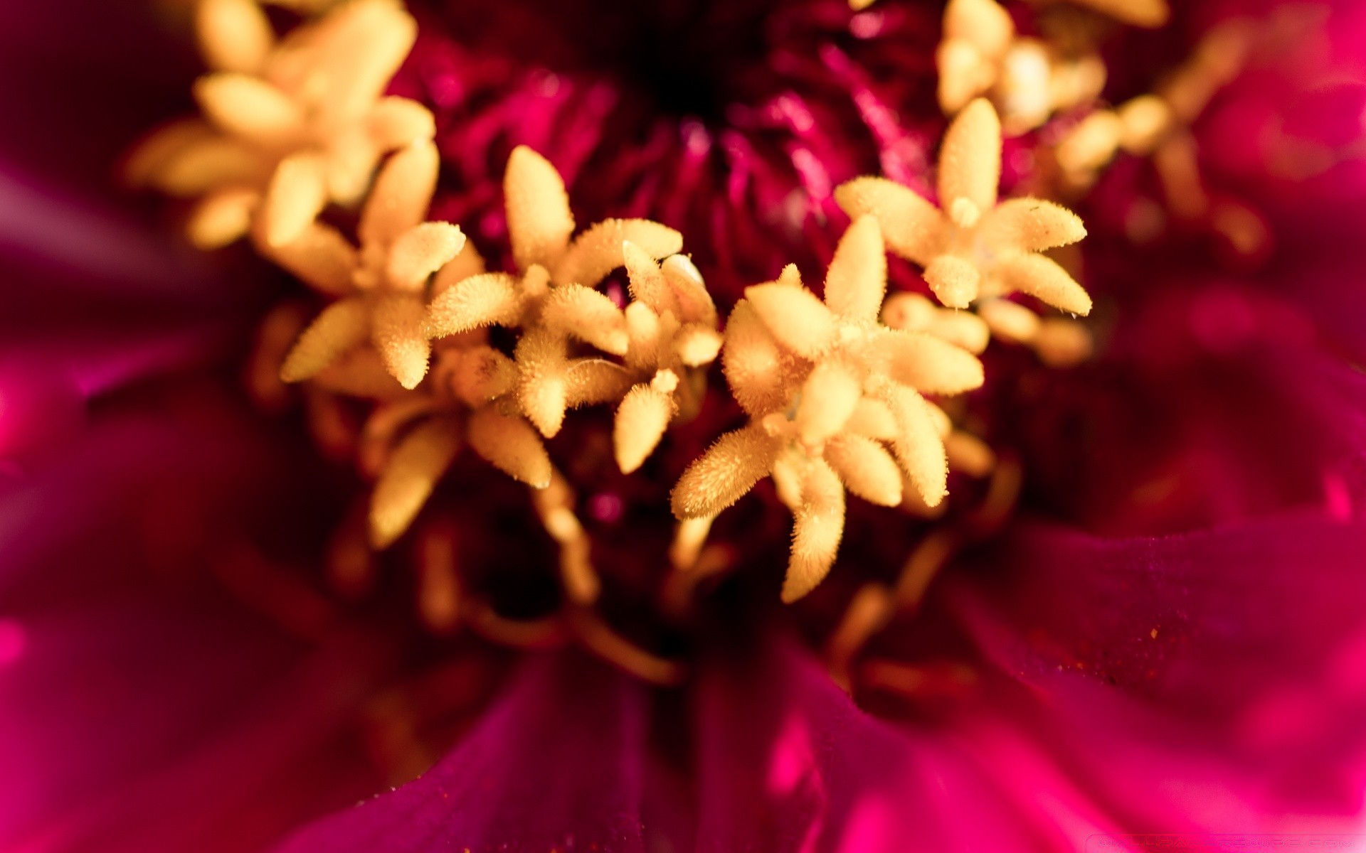 macro flower nature color close-up flora garden beautiful desktop light close floral decoration summer blooming petal abstract blur dof