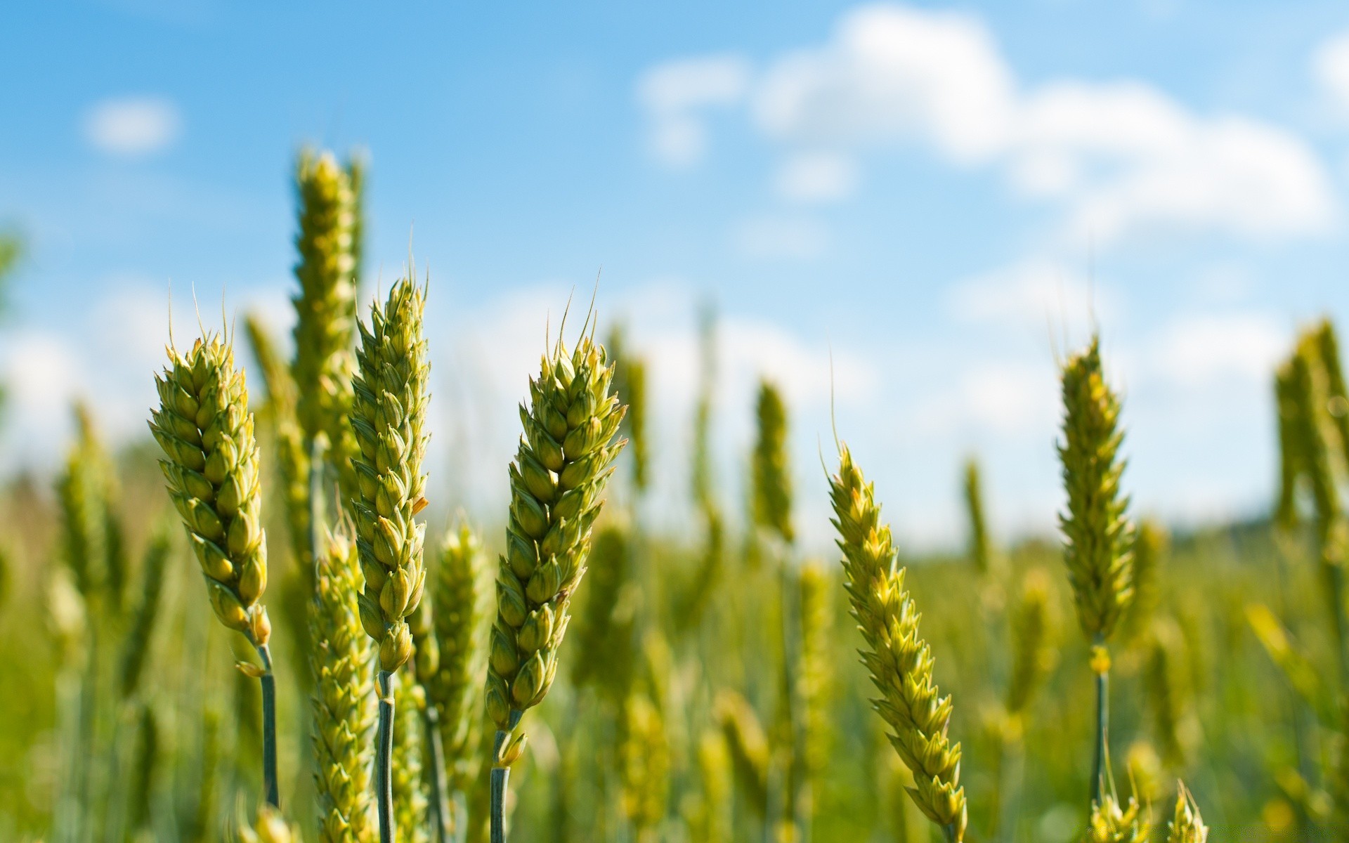 makroaufnahme weizen weide des ländlichen getreide natur sommer mais brot roggen feld landschaft landwirtschaft wachstum sonne stroh ackerland im freien ernte gerste