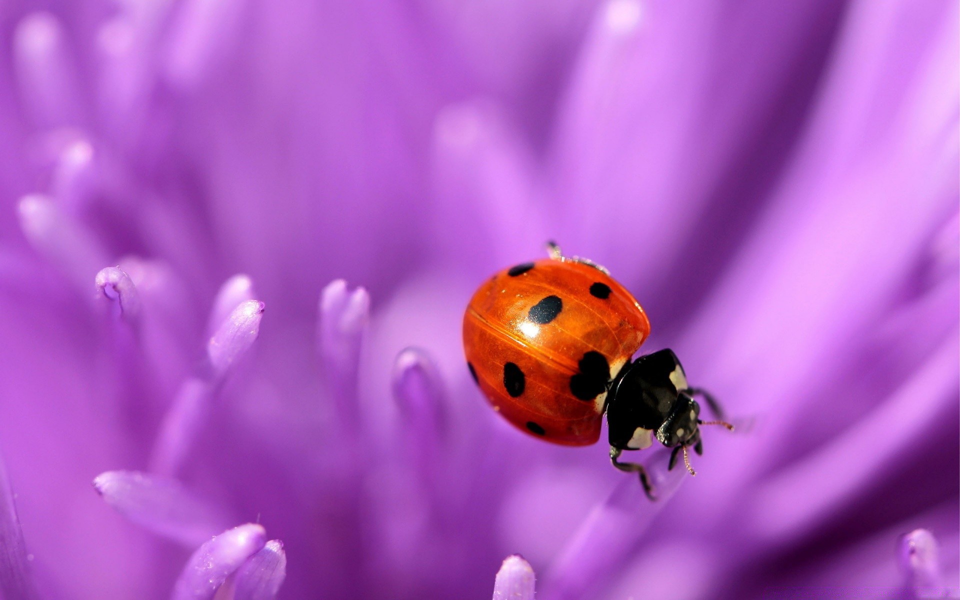 macro nature insect flower flora ladybug little summer beetle bright color garden