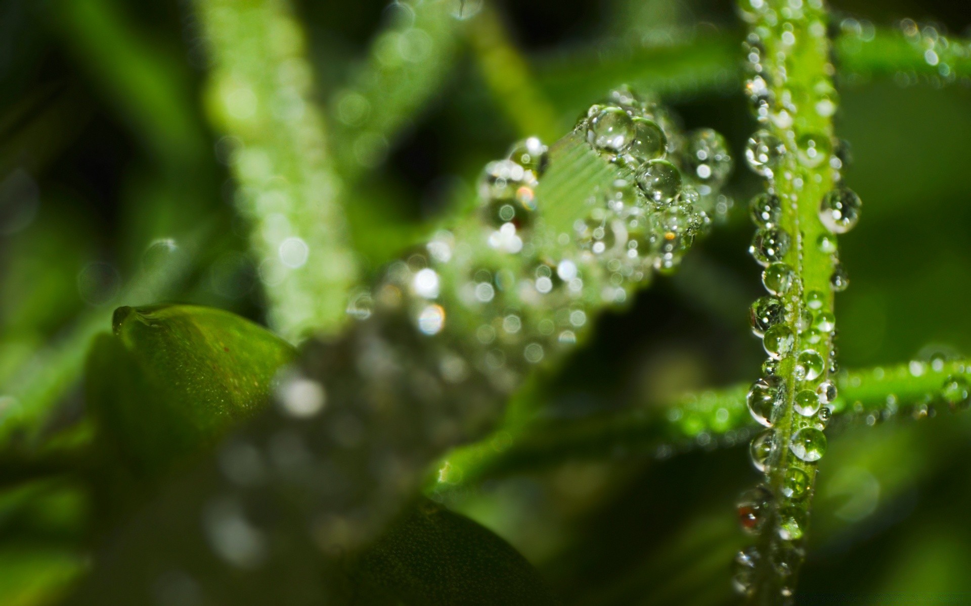 macro chuva folha orvalho queda natureza flora gotas água gotas limpeza molhado crescimento jardim amanhecer ambiente frescor close-up waterdrop