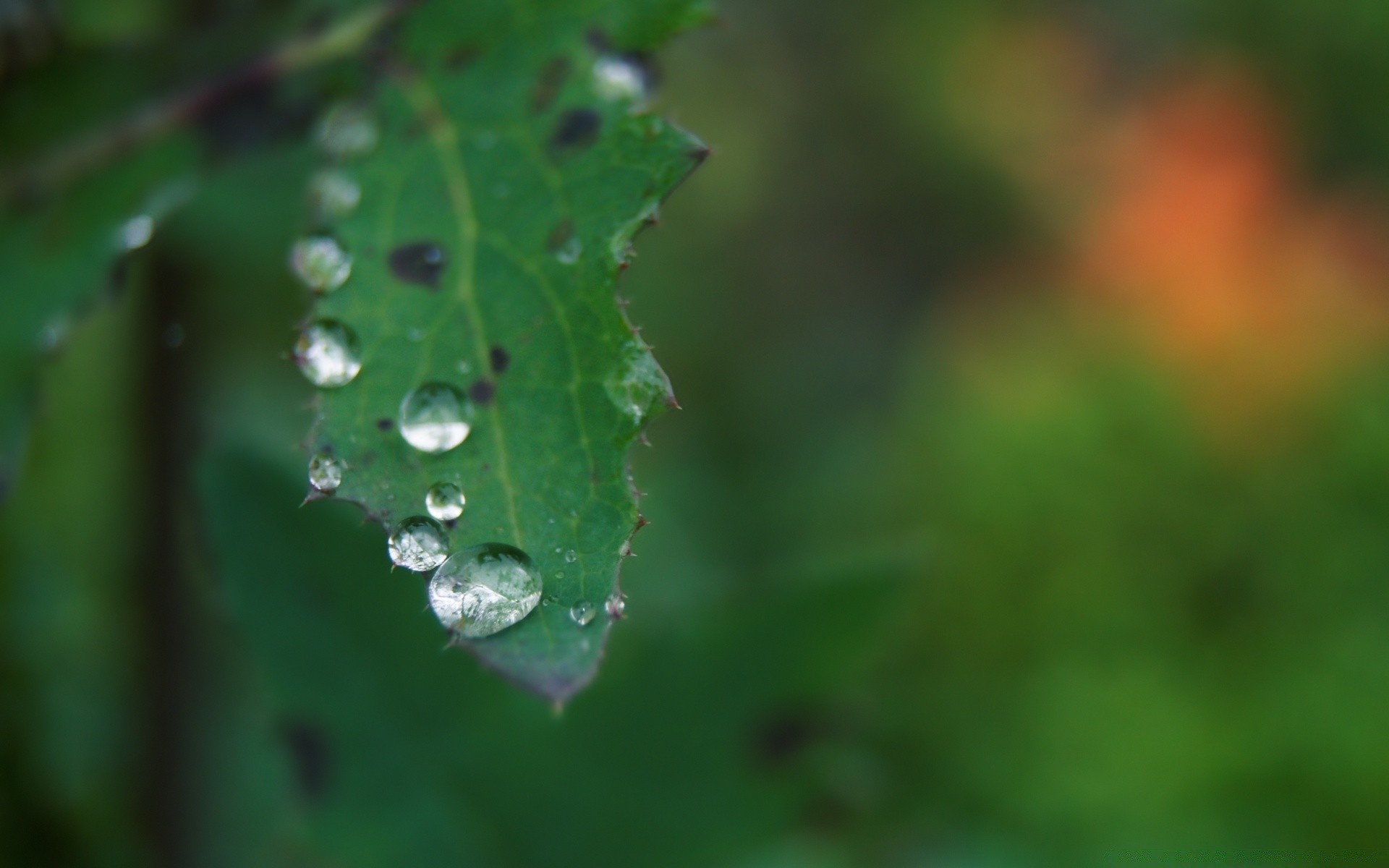 macro leaf rain dew drop nature flora droplet environment garden purity wet water growth insect outdoors raindrop dawn summer