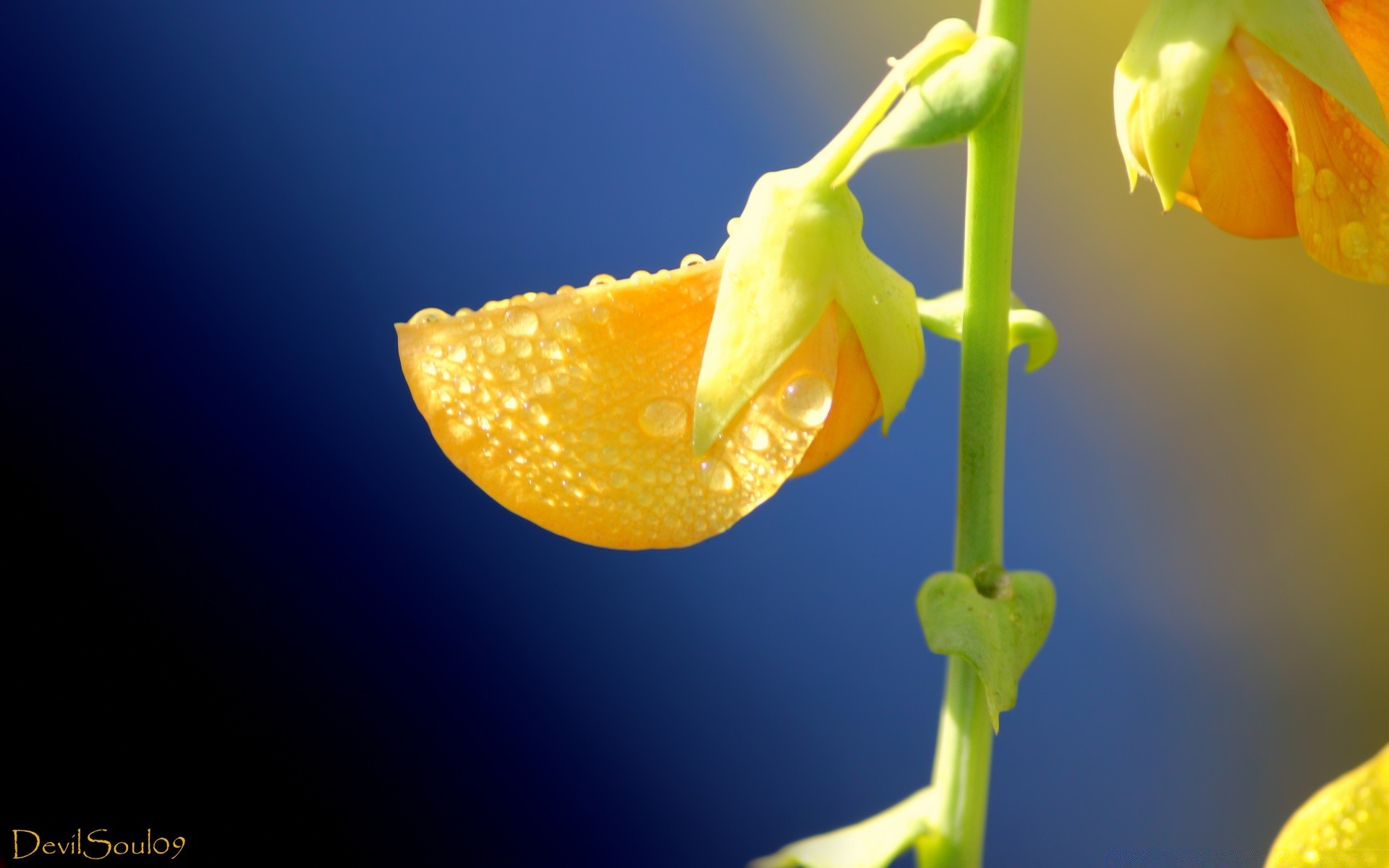 macro nature leaf bright tropical flower isolated growth summer