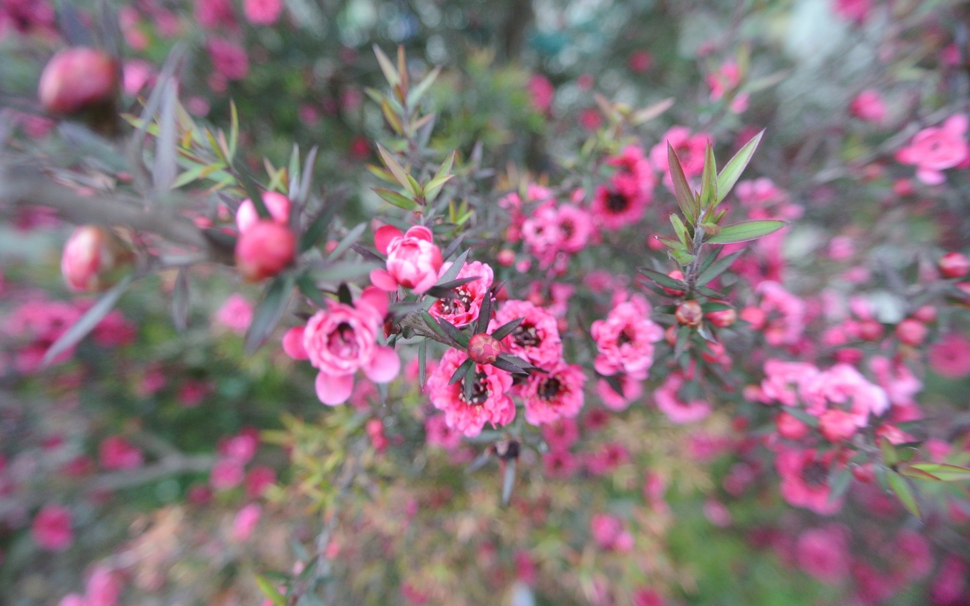 makro fotoğrafçılığı flora çiçek bahçe doğa ağaç şube çalı yakın çekim renk yaprak çiçeklenme sezon çiçek yaz parlak büyüme taçyaprağı güneşli park botanik