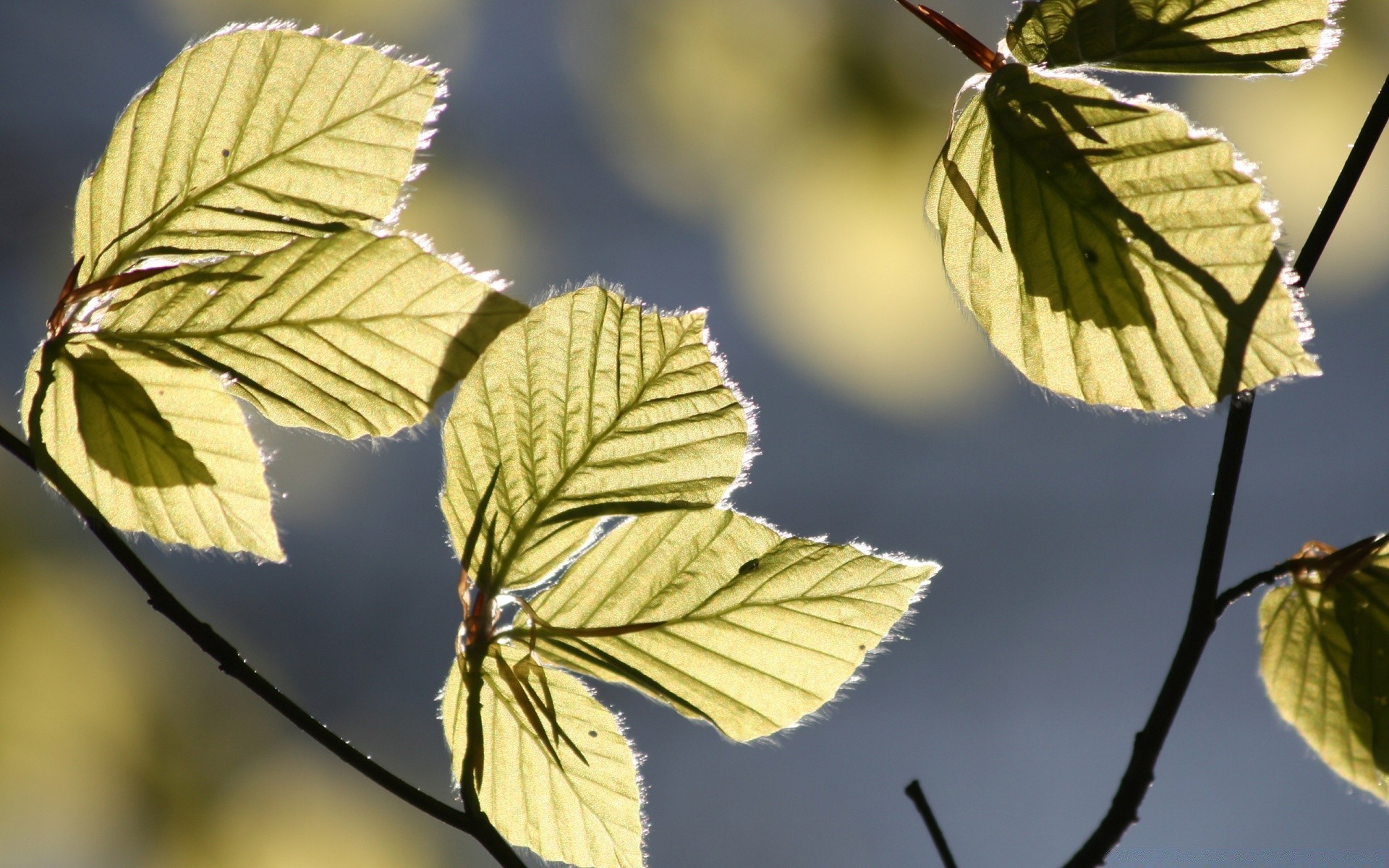 macro leaf nature branch outdoors growth flora tree bright fall season wood summer fair weather environment color close-up delicate garden sun