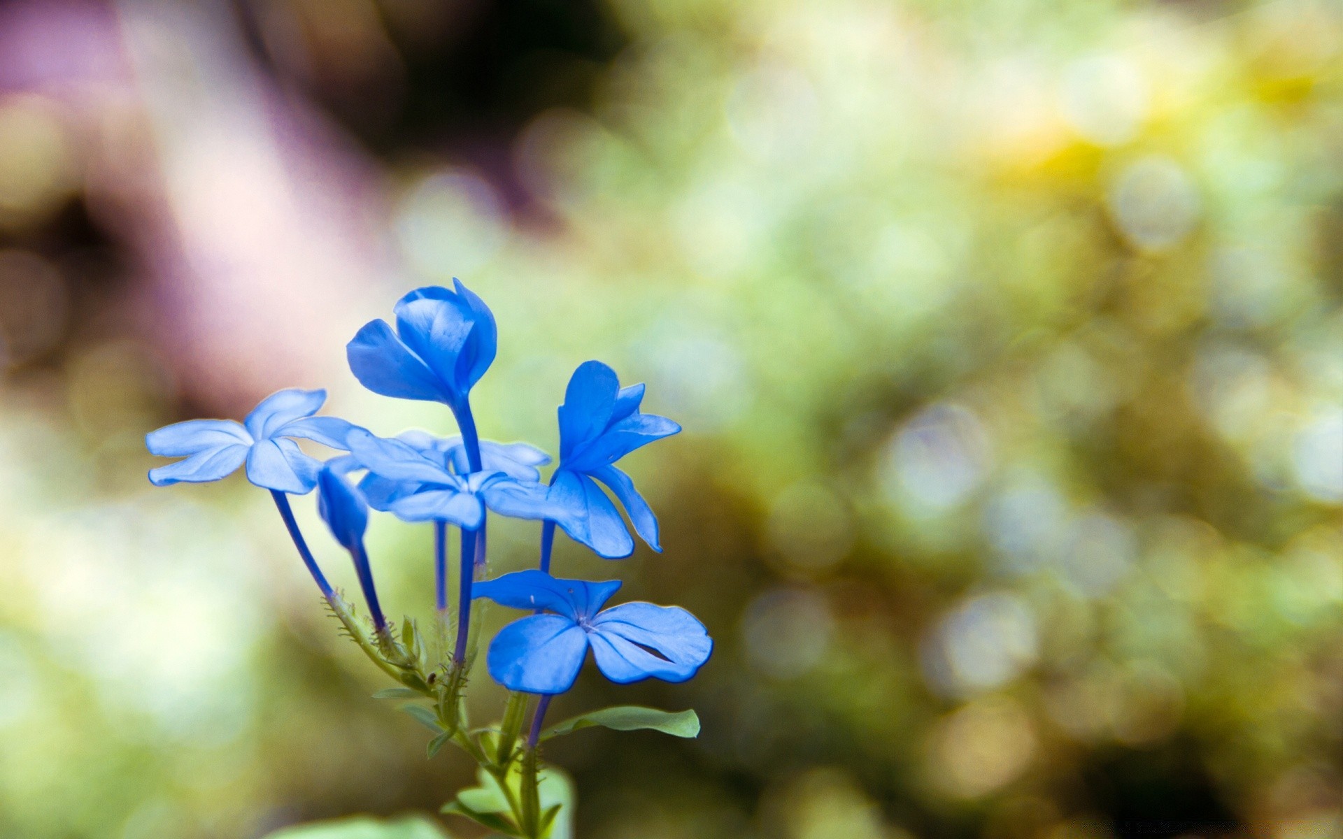 macro nature flower blur flora summer leaf garden color outdoors bright close-up fair weather beautiful blooming petal season floral