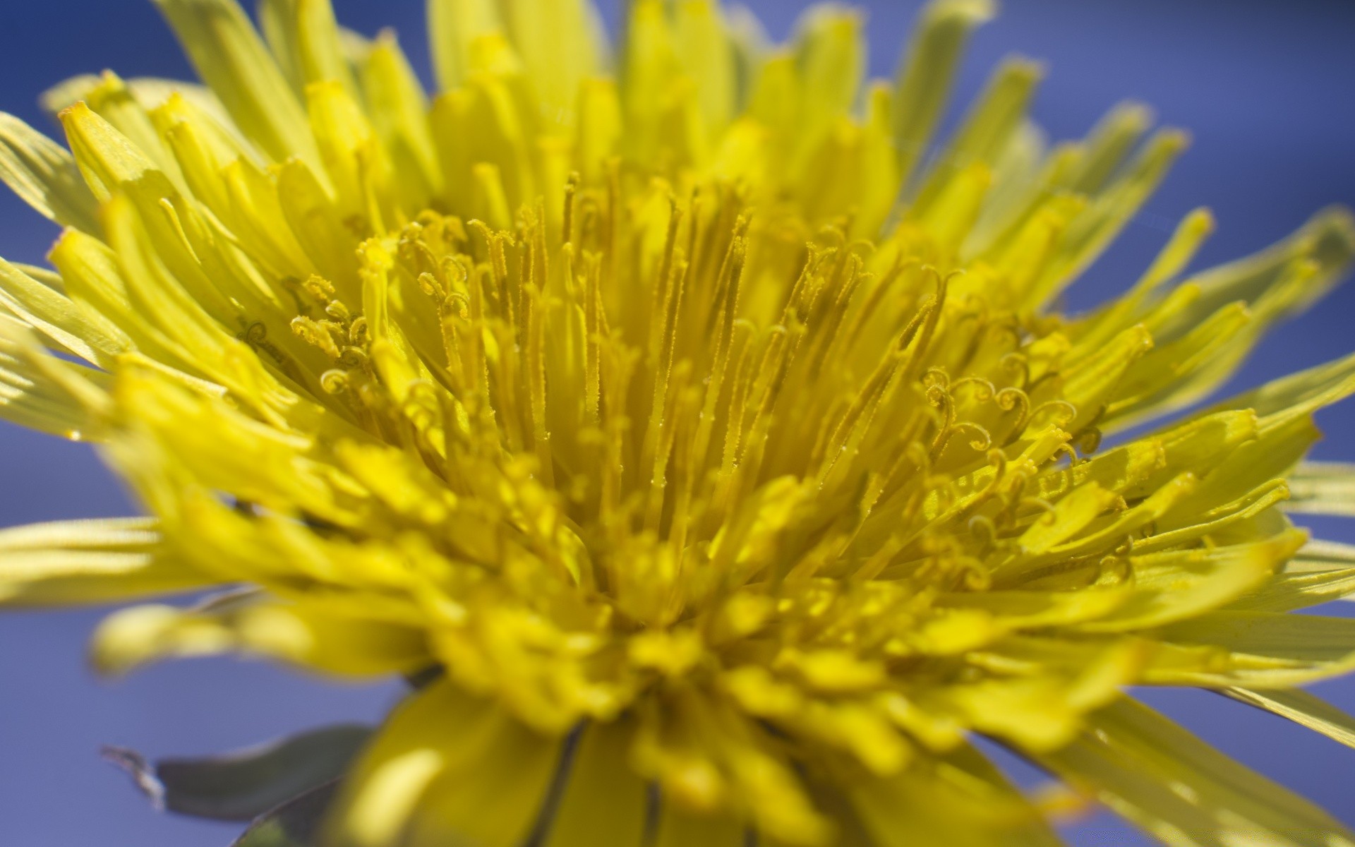 macro flor natureza jardim flora verão dente de leão blooming cor pétala close-up folha ao ar livre feno floral brilhante