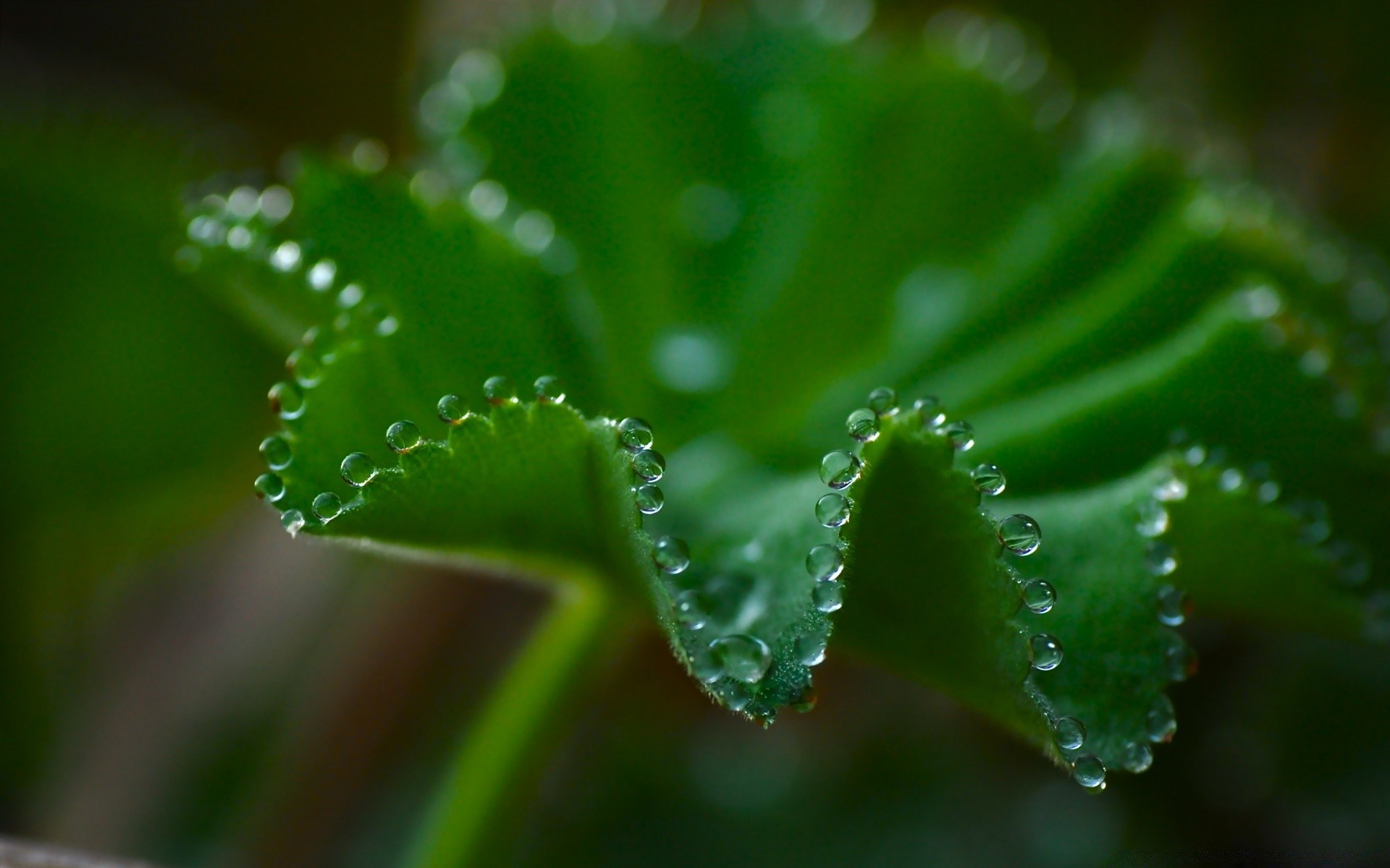 makro regen blatt tau tropfen flora natur tropfen nass wachstum reinheit tropfen garten wasser umwelt üppig unschärfe frische ökologie