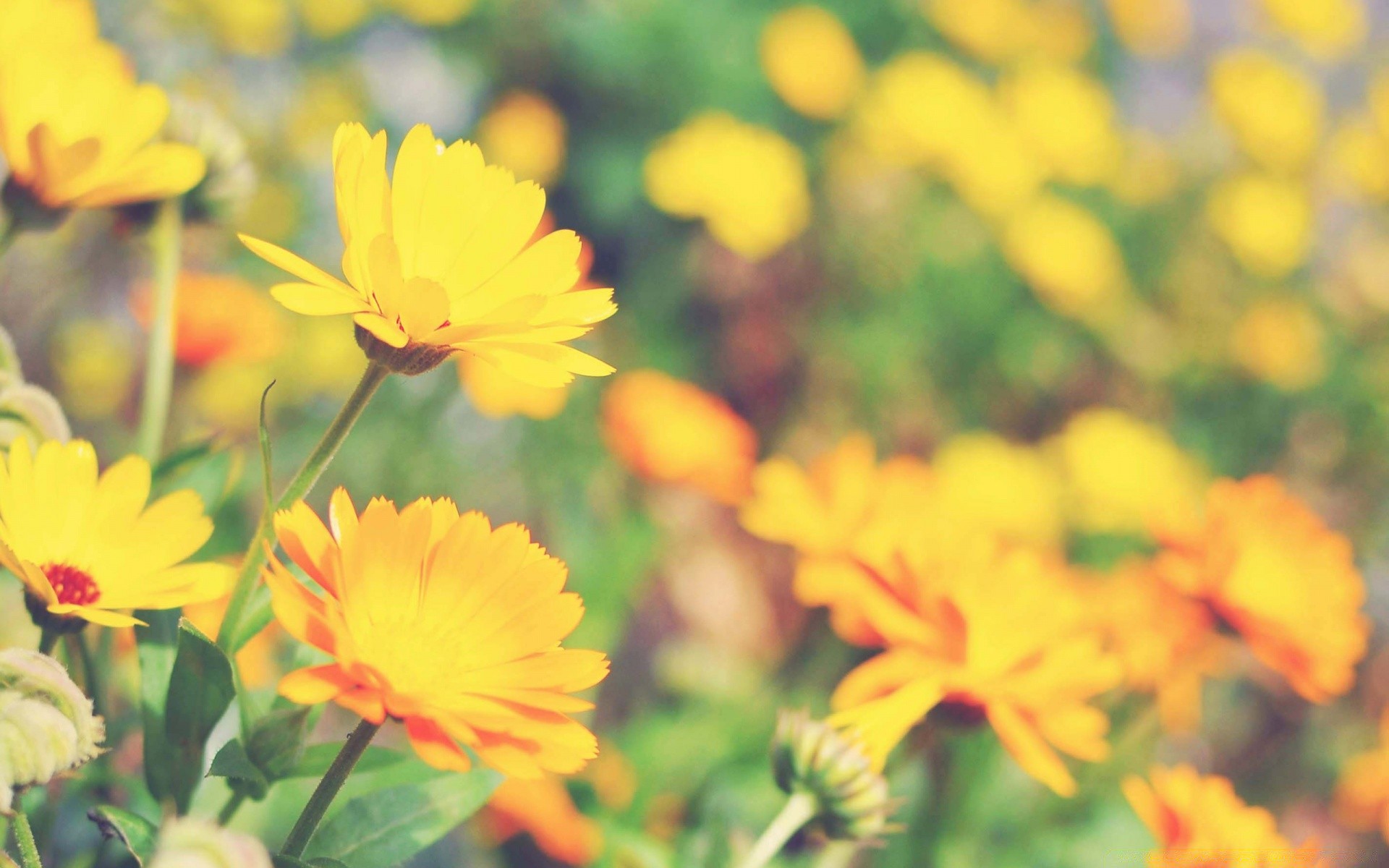 makro fotoğrafçılığı doğa yaz çiçek flora yaprak parlak bahçe büyüme güzel hava renk açık havada alan sezon çiçek çimen taçyaprağı güneş çiçek açan yakın çekim