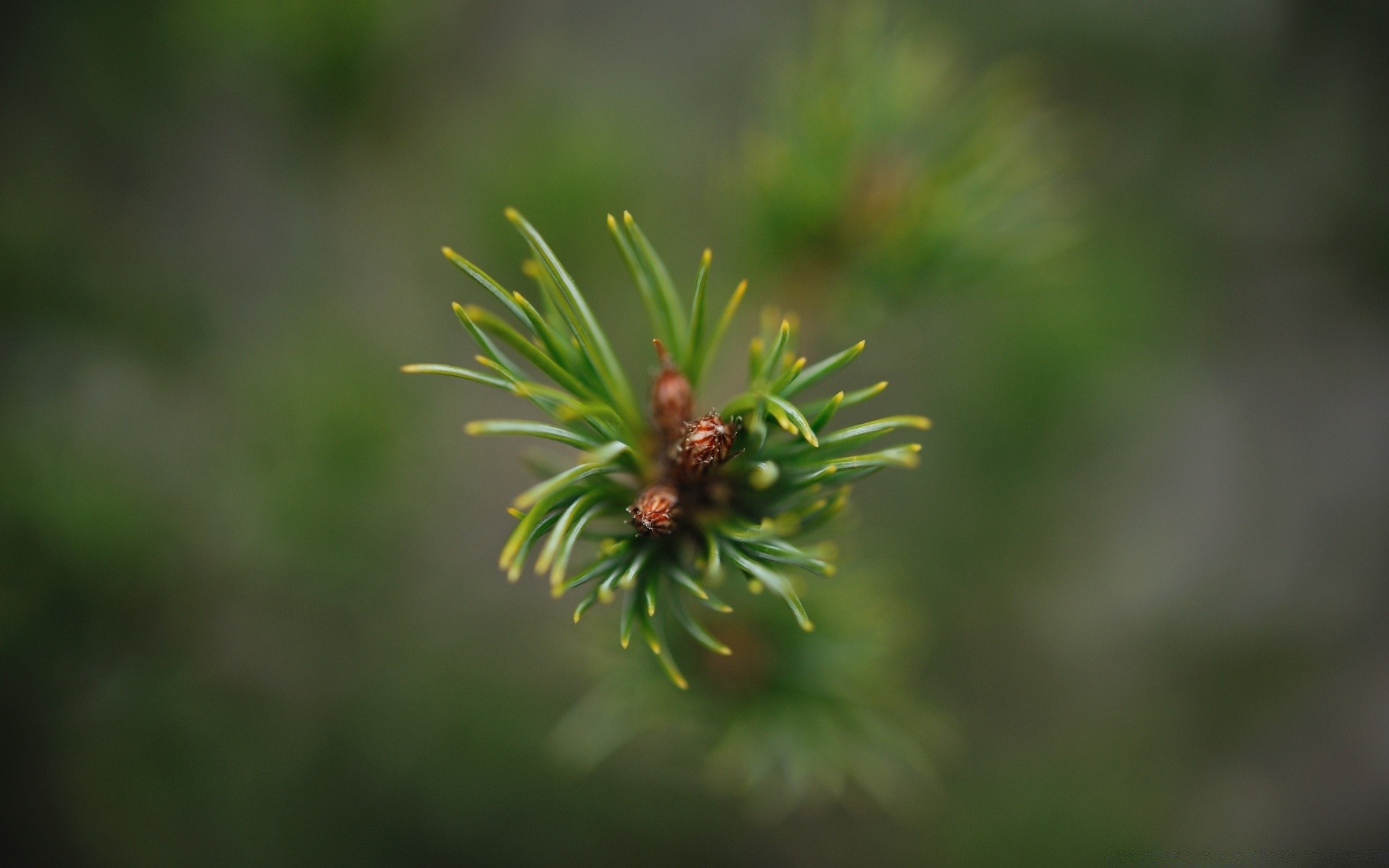 macro naturaleza hoja al aire libre árbol desenfoque crecimiento flora evergreen rama verano coníferas medio ambiente hierba madera