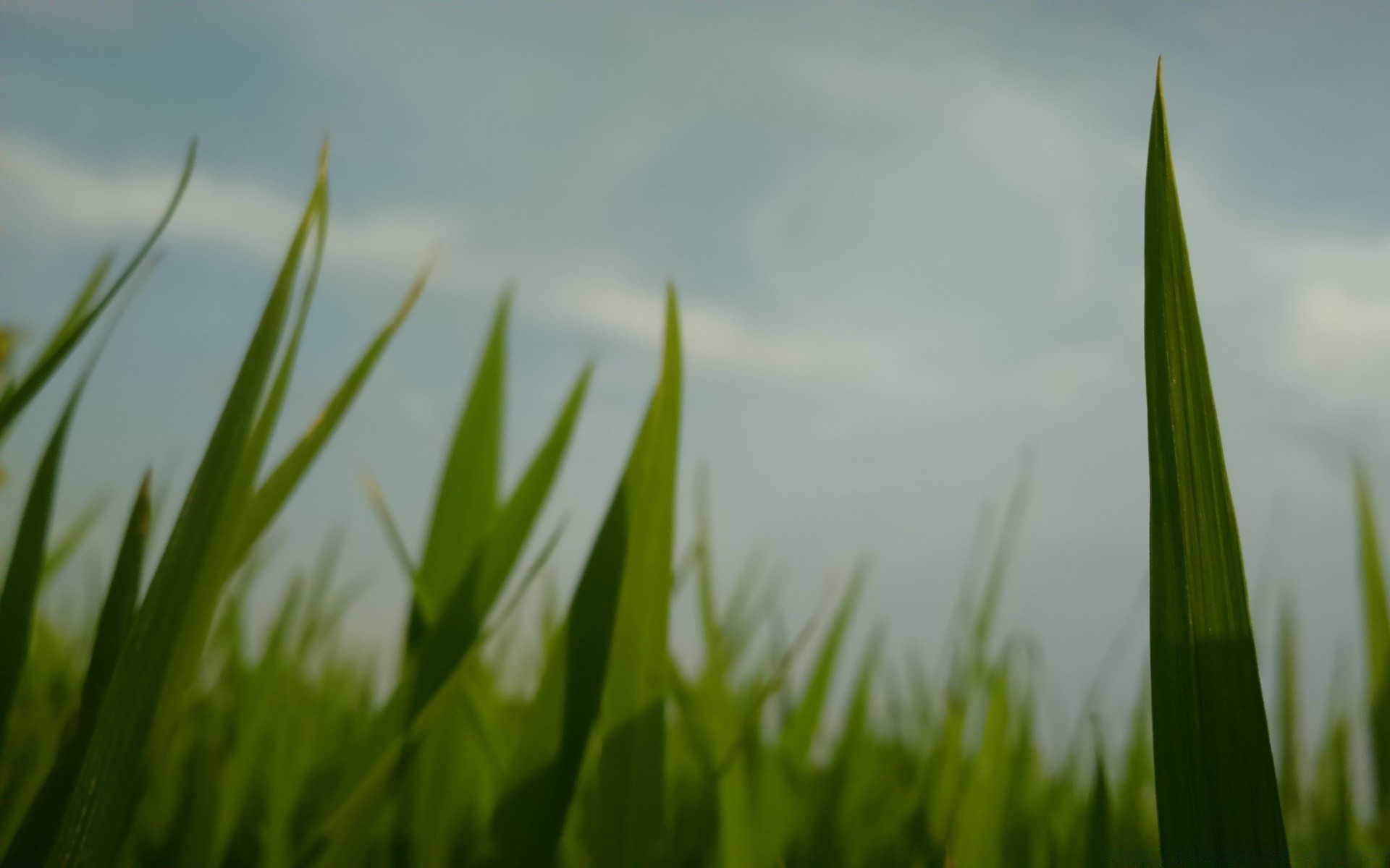 makro gras wachstum feld rasen üppig blatt flora heuhaufen sonne garten natur bauernhof medium klinge sommer morgendämmerung tau ländlich im freien